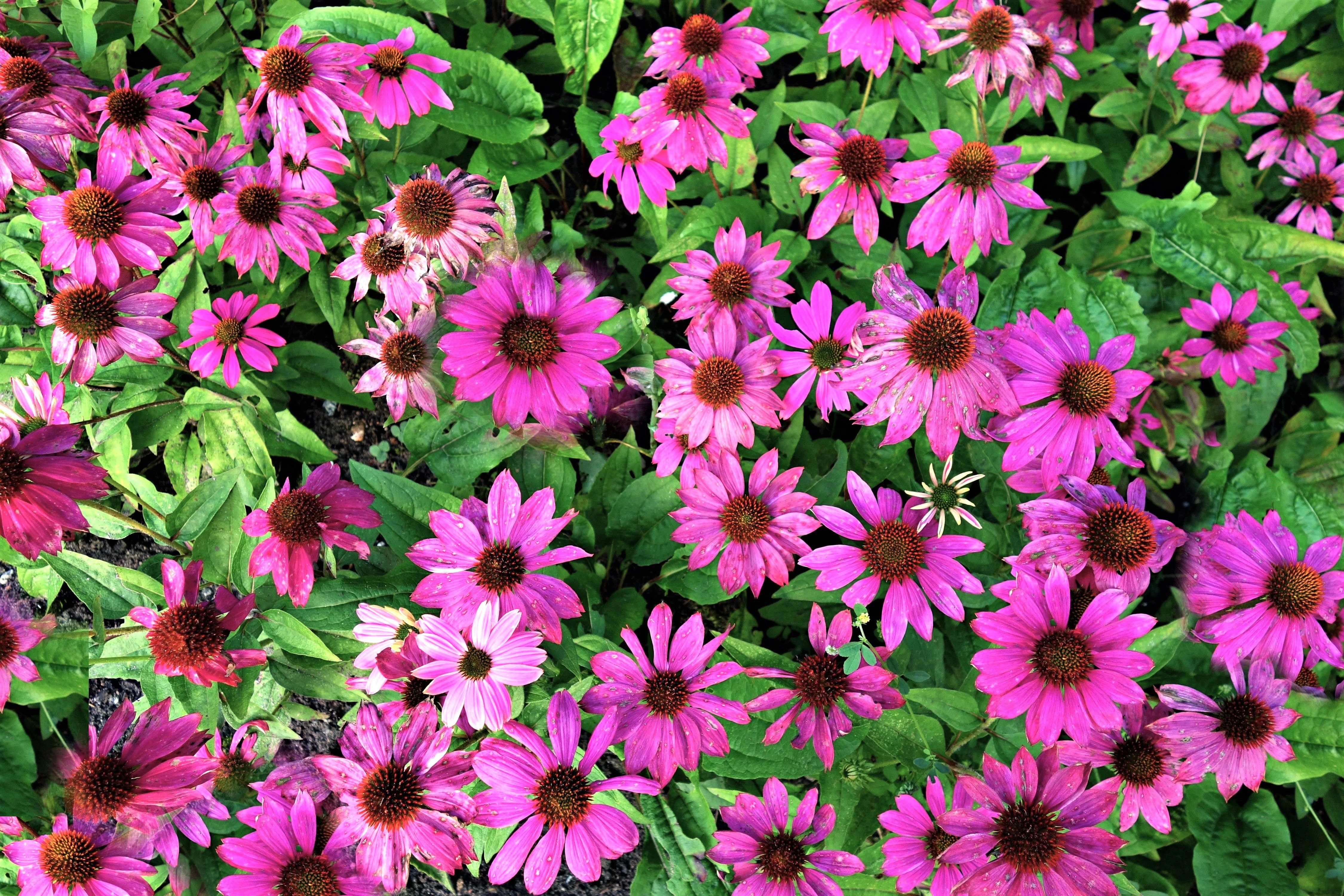 1000 Bulk BRIGHT STAR CONEFLOWER Echinacea Purpurea Lavender Bright Rose Pink Flower Seeds - Image 7