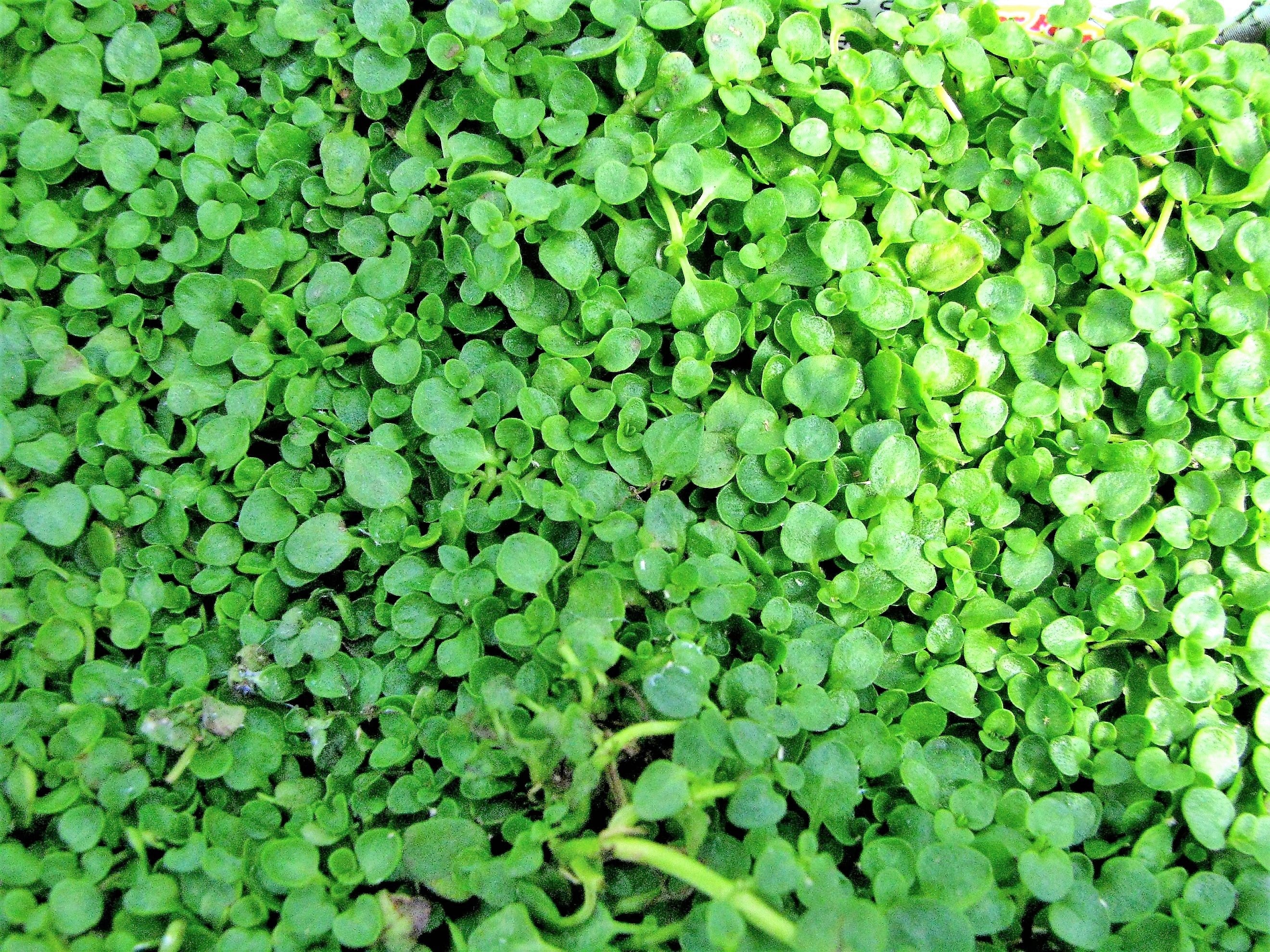 1000 Bulk CORSICAN MINT Mentha Requienii Herb Fragrant Ground Cover Flower Seeds - Image 6