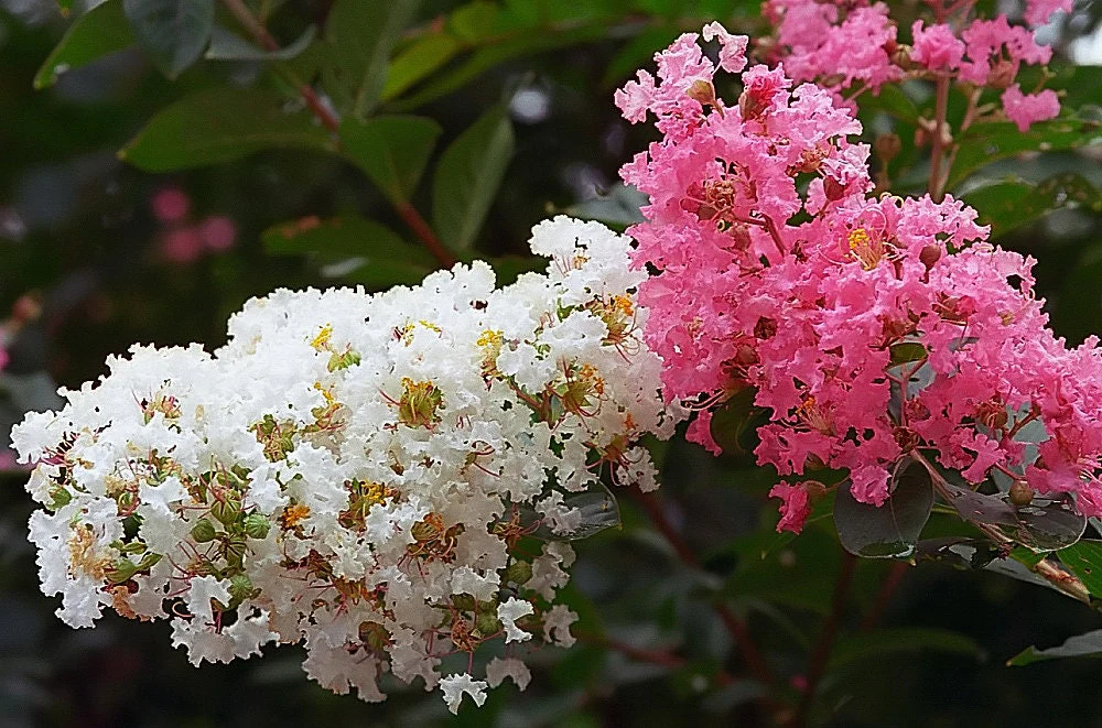 1000 Bulk CREPE MYRTLE Mixed Colors Lagerstroemia Indica Mix Tree Shrub Flower Seeds - Red, Purple, Light Pink, Dark Pink, White, & Lilac - Image 2