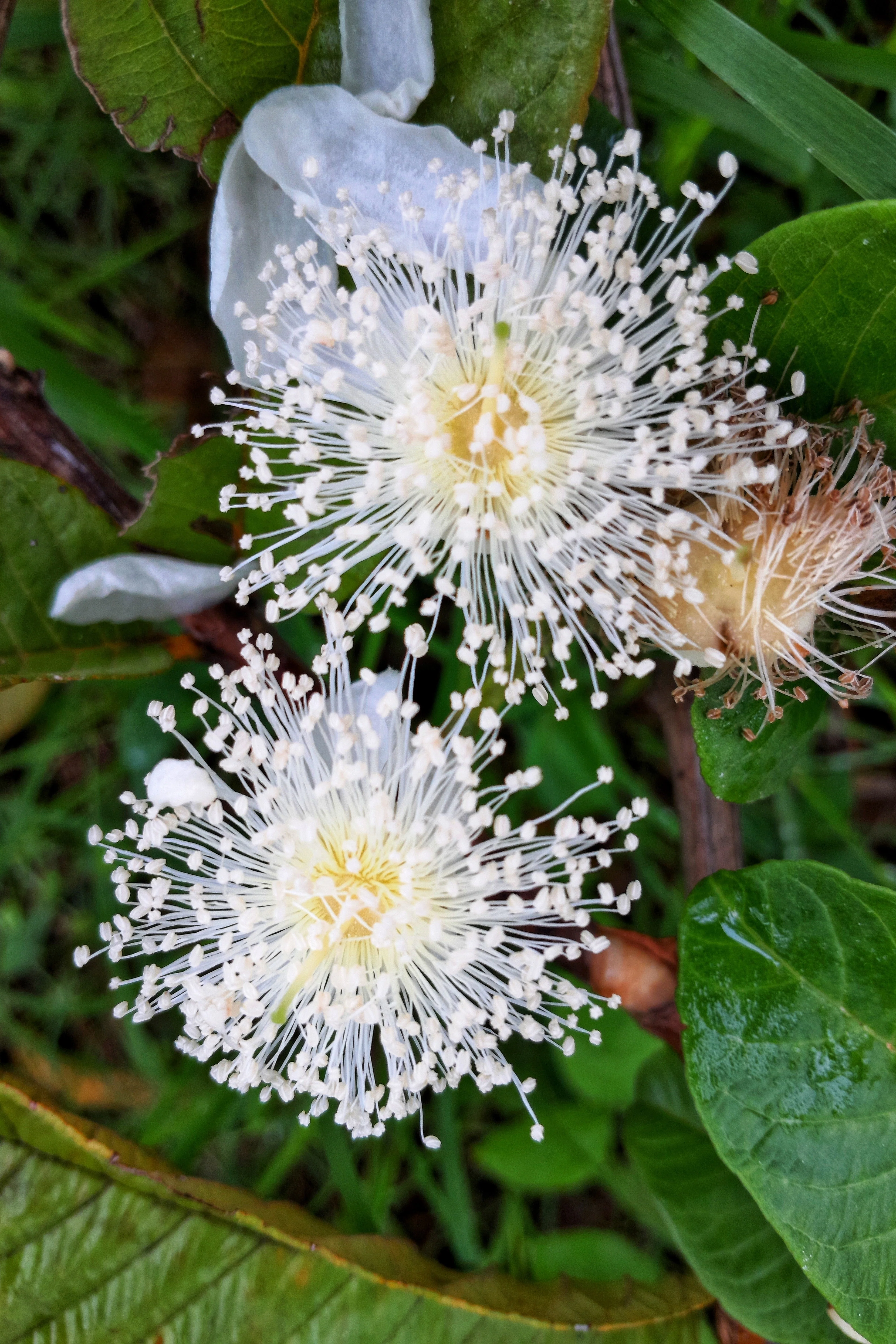 1000 BULK GUAVA Fruit Tree Shrub Psidium Guajava White Flowers Fruit Seeds - Image 3