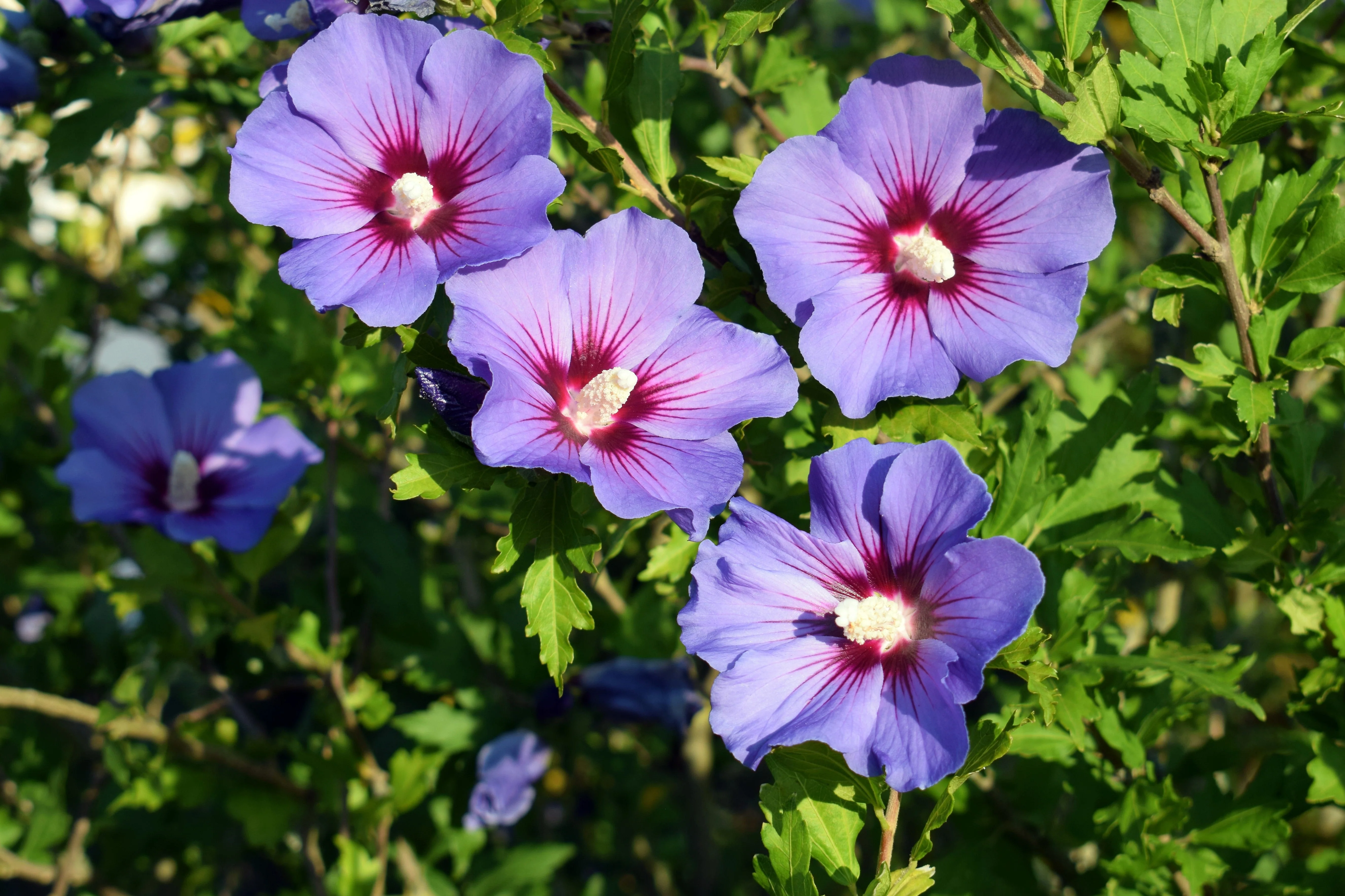 1000 BULK Mixed Colors ROSE Of SHARON HIBISCUS Syriacus Flower Tree Shrub Seeds - Image 3