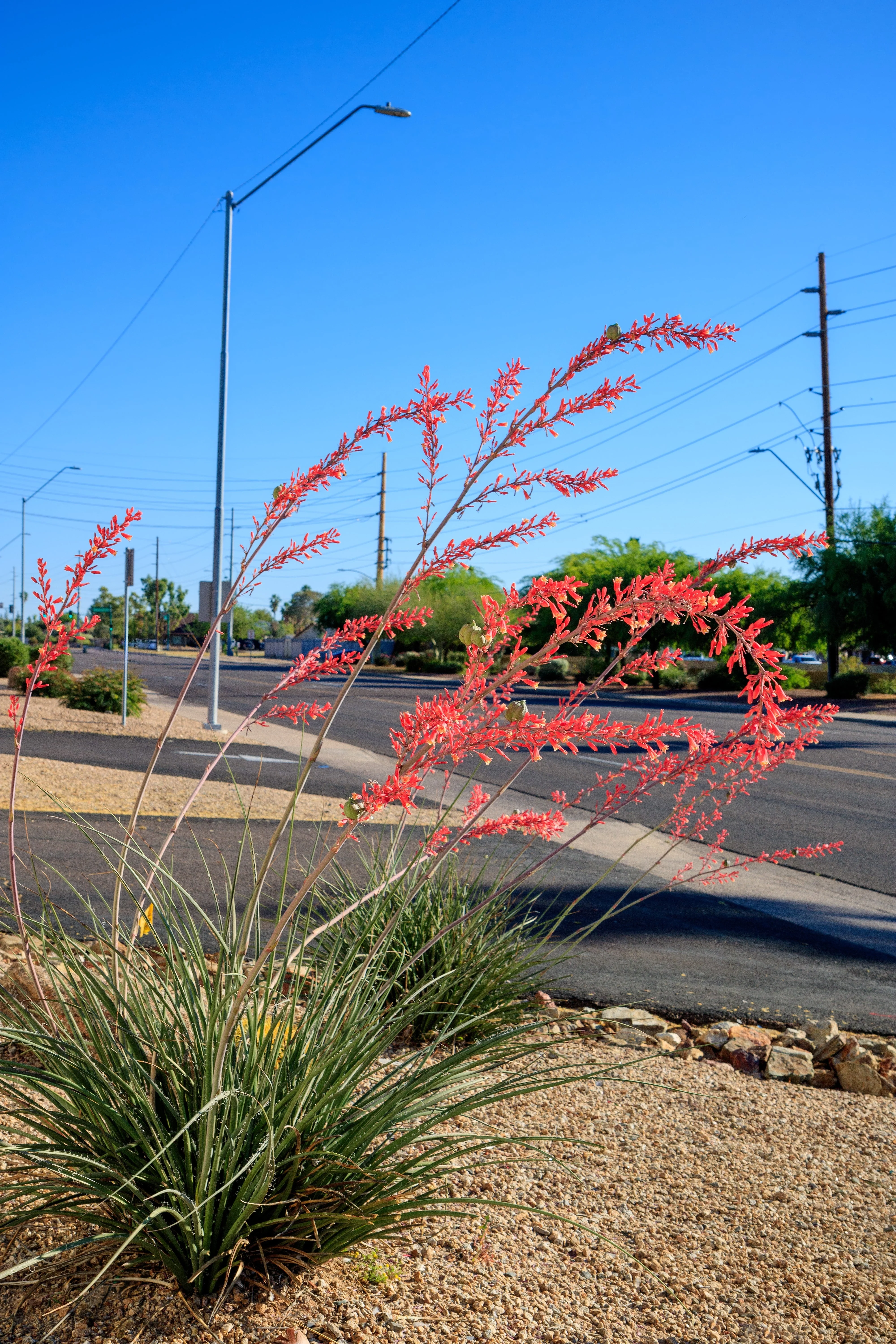 1000 Bulk RED YUCCA Hesperaloe Parviflora Hummingbird Coral Yucca Flower Seeds - Image 13