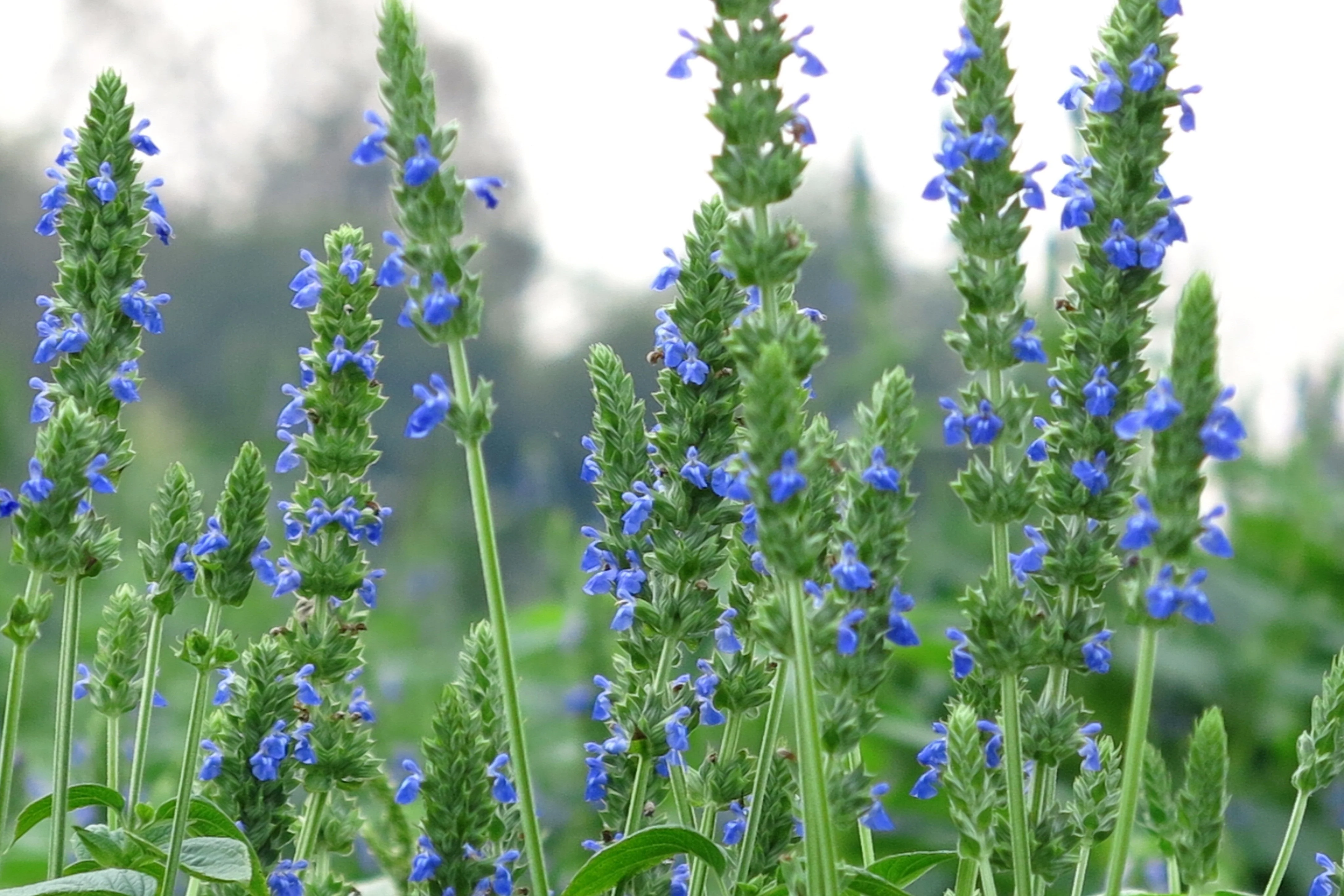 1000 CHIA SAGE / SALVIA Salvia Hispanica Flower Seeds - Image 2