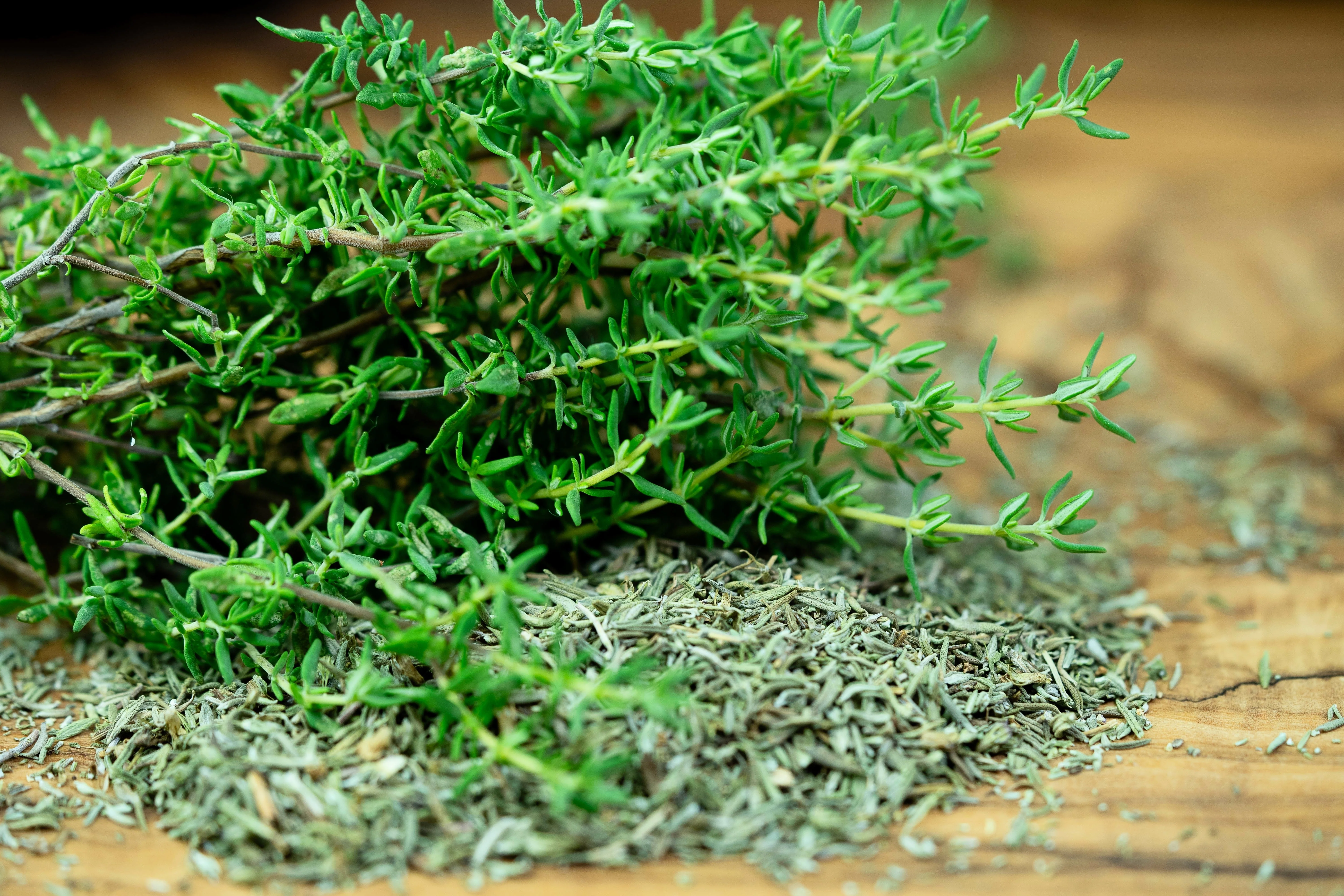 1000 Common GARDEN THYME English, German, French, or Winter Thymus Vulgaris Herb Flower Seeds - Image 4