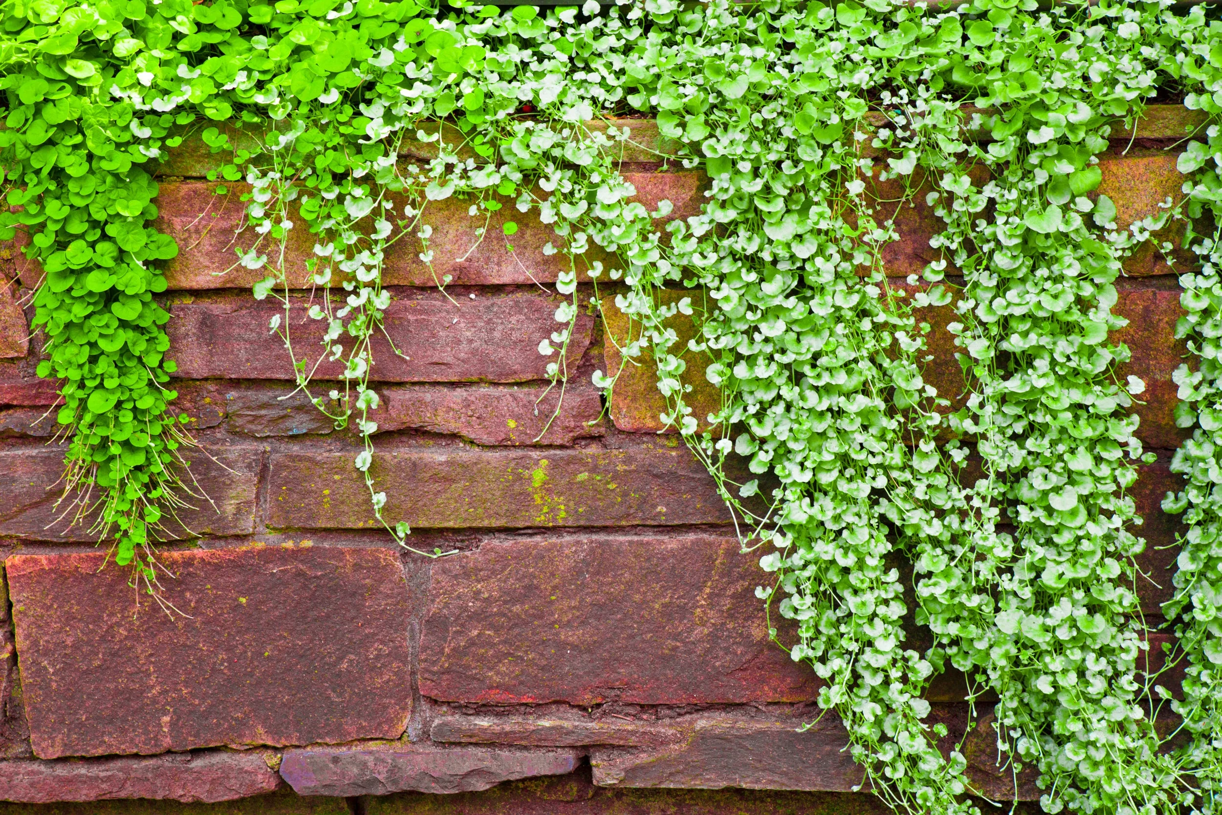 1000 DICHONDRA Repens aka Lawn Leaf Flower Evergreen Ground Cover Seeds