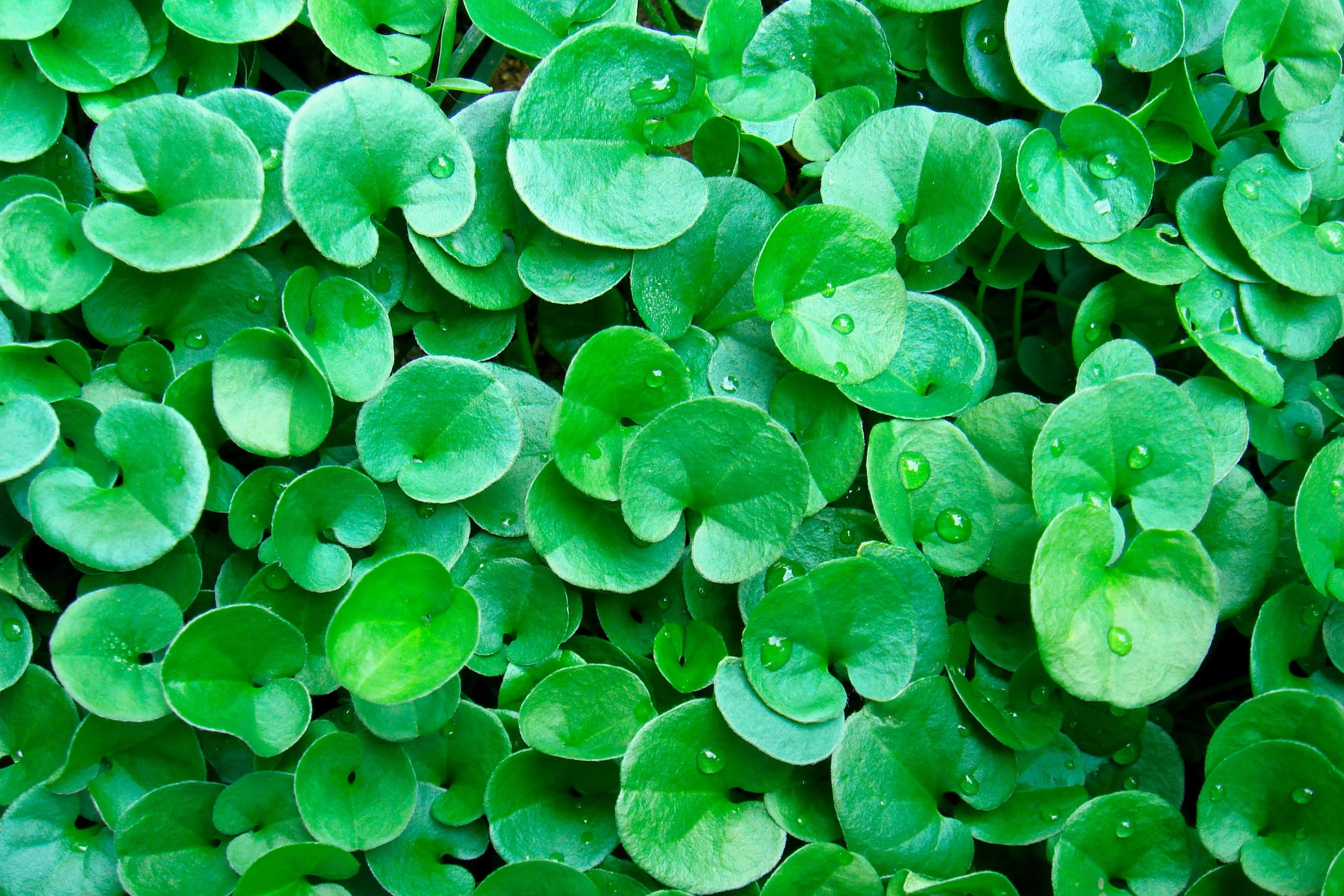 1000 DICHONDRA Repens aka Lawn Leaf Flower Evergreen Ground Cover Seeds - Image 11