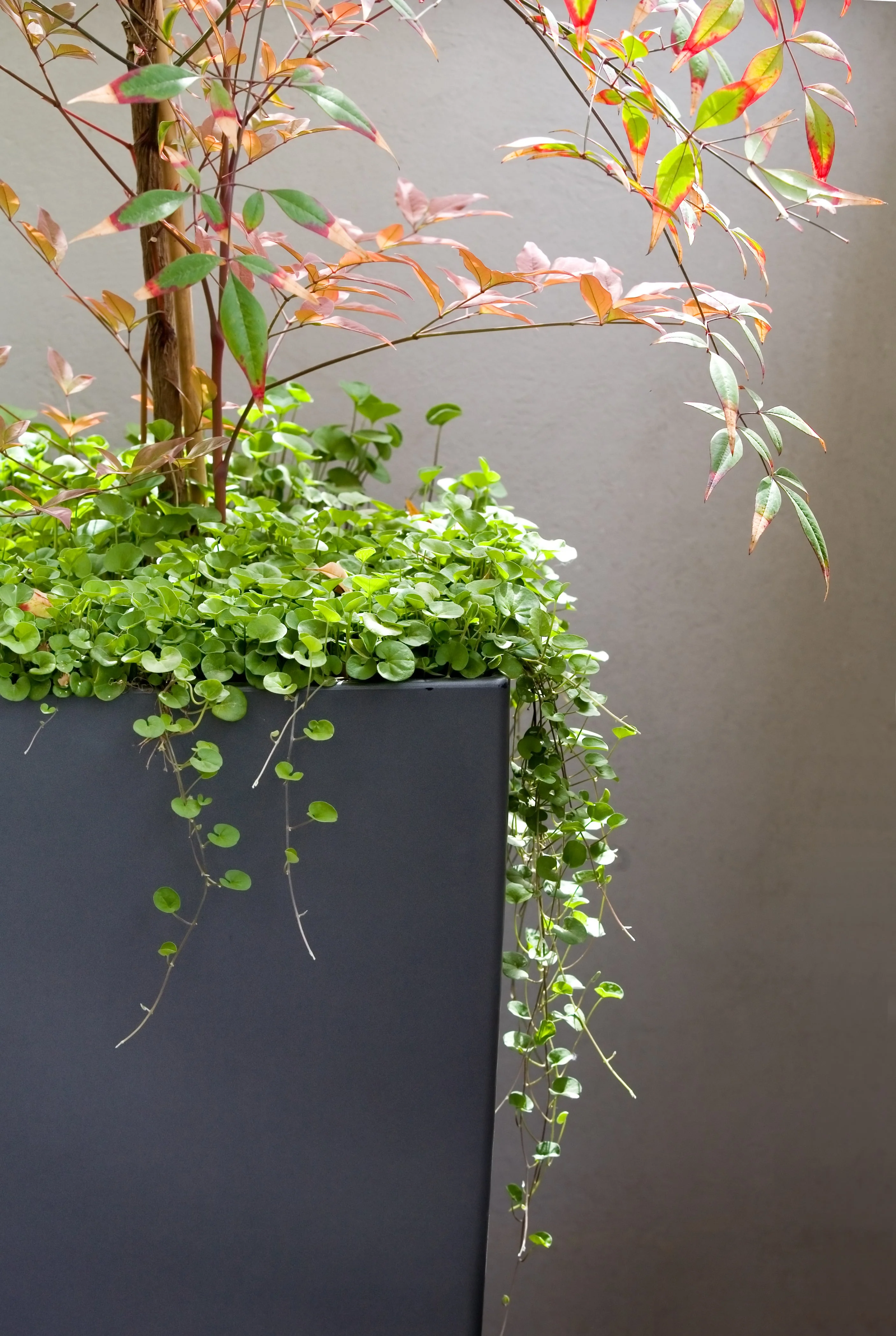 1000 DICHONDRA Repens aka Lawn Leaf Flower Evergreen Ground Cover Seeds - Image 7