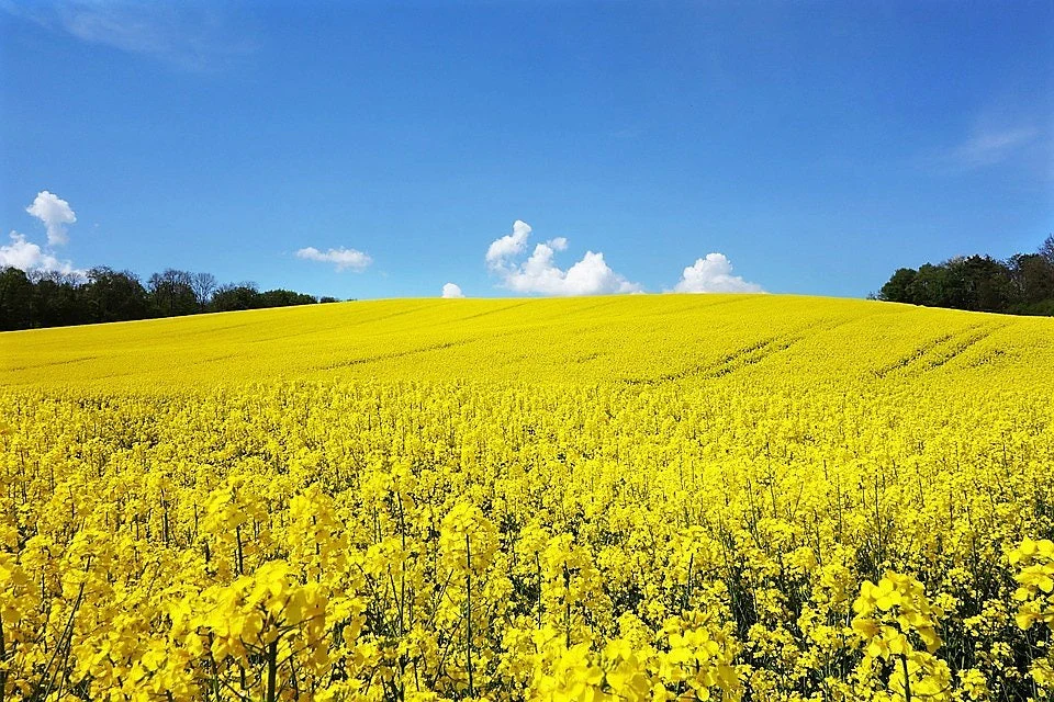 1000 Dwarf ESSEX RAPE KALE Brassica Napus Vegetable Seeds - Image 10