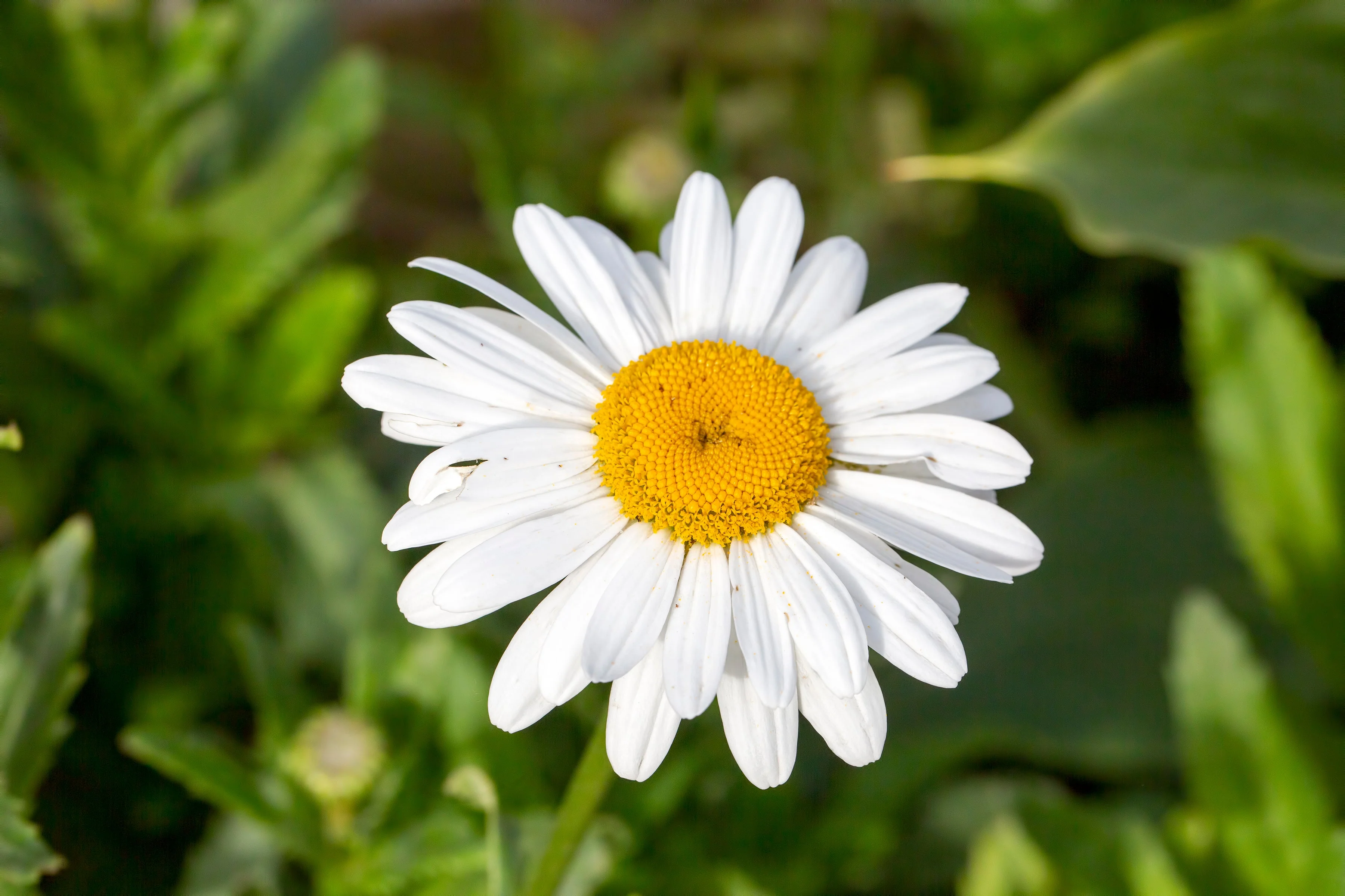 1000 DWARF White SHASTA DAISY Chrysanthemum Maximum Flower Seeds - Image 5