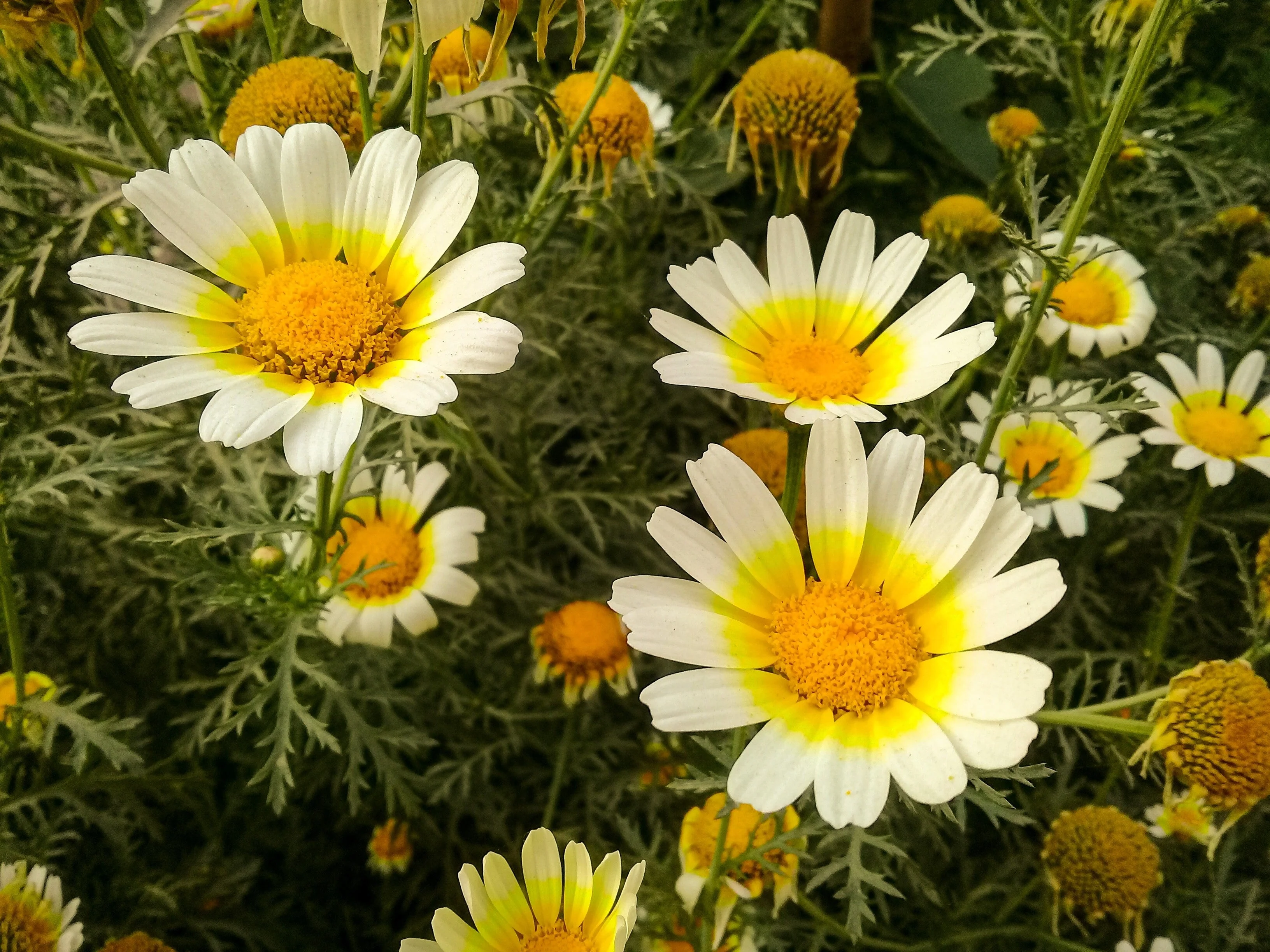 1000 GARLAND CROWN DAISY Chrysanthemum Coronarium Glebionis Flower Seeds - Image 7