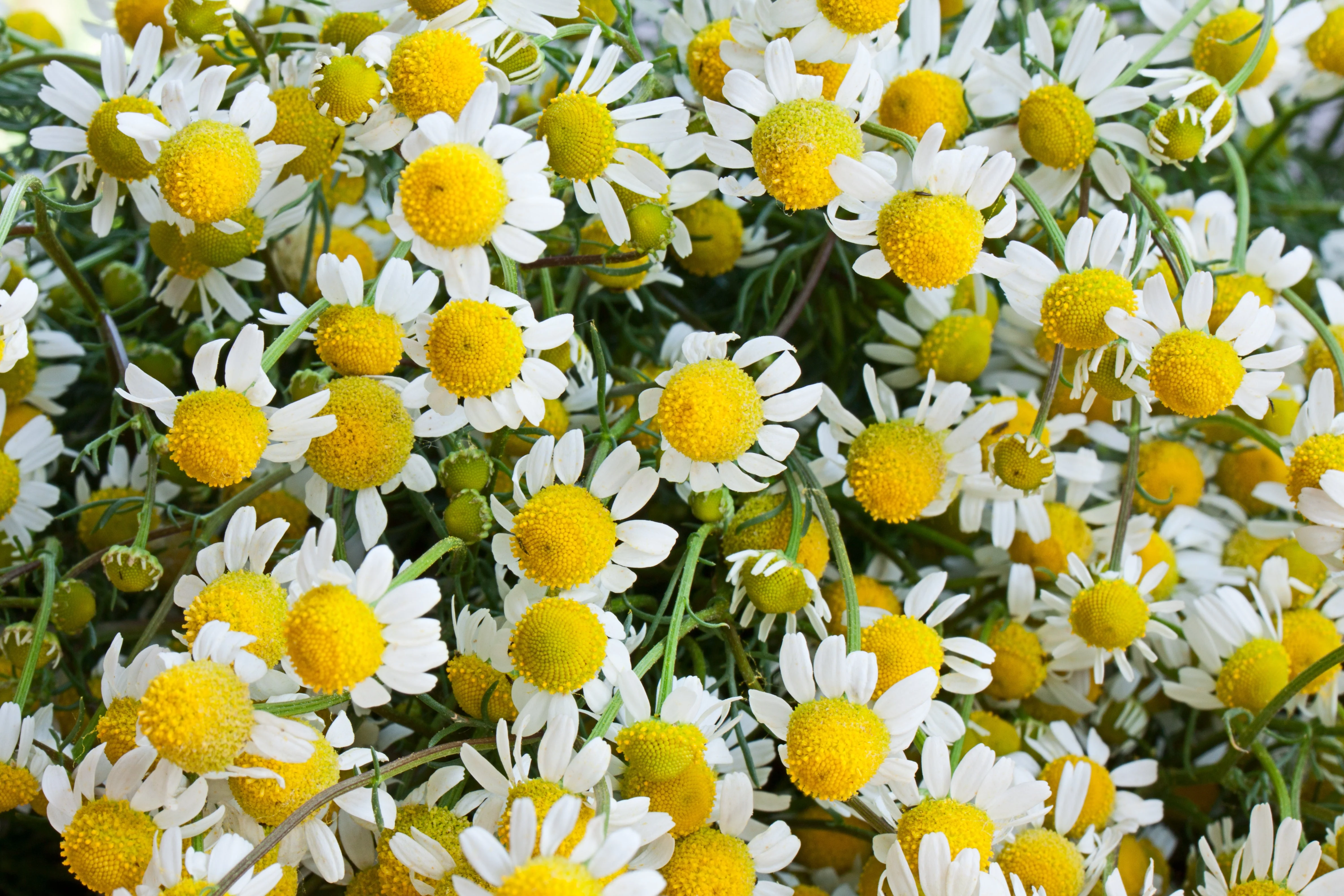 1000 GERMAN CHAMOMILE Matricaria Recutita Chamomilla Herb Flower Seeds - Image 6