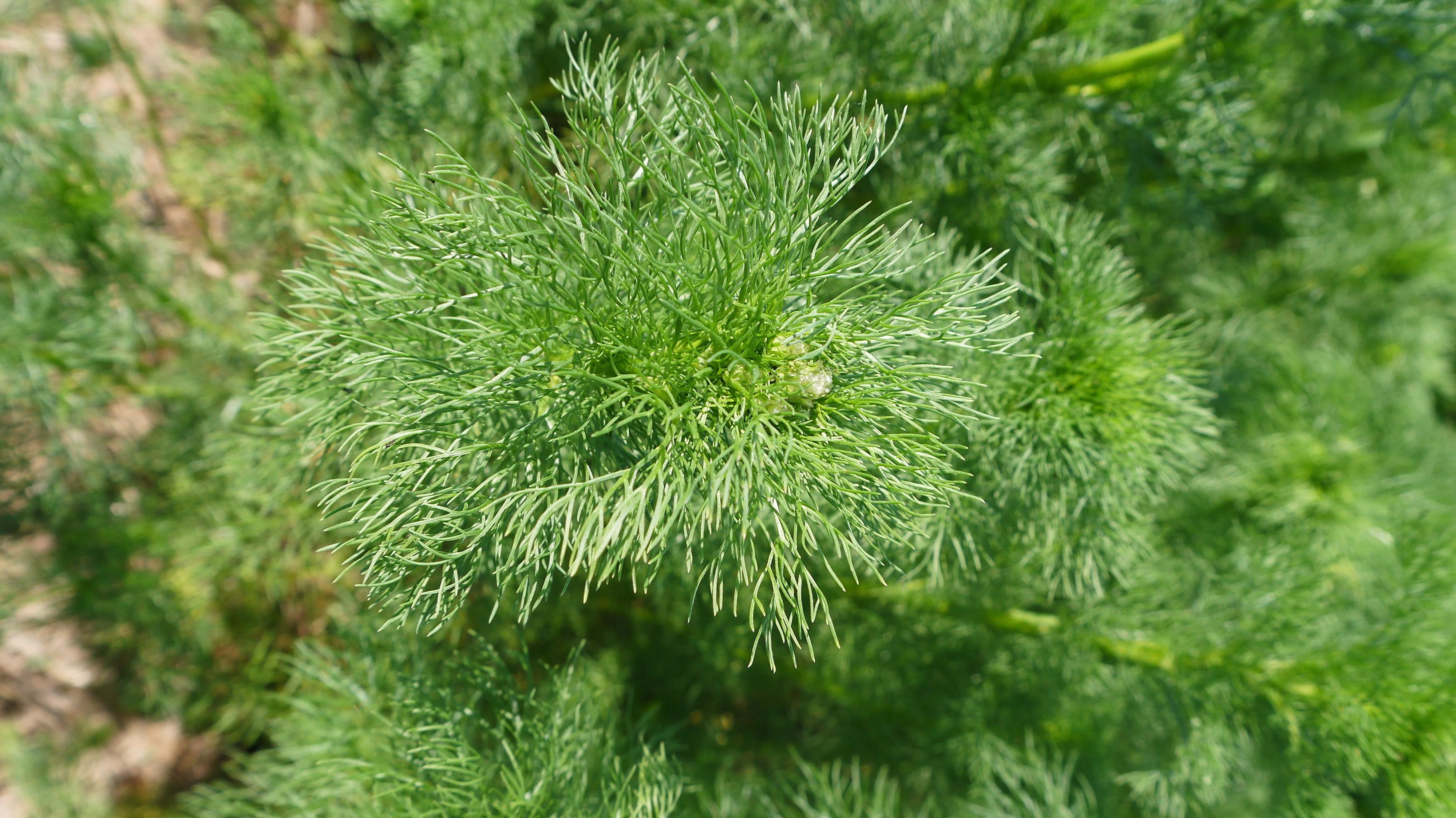 1000 GERMAN CHAMOMILE Matricaria Recutita Chamomilla Herb Flower Seeds - Image 9