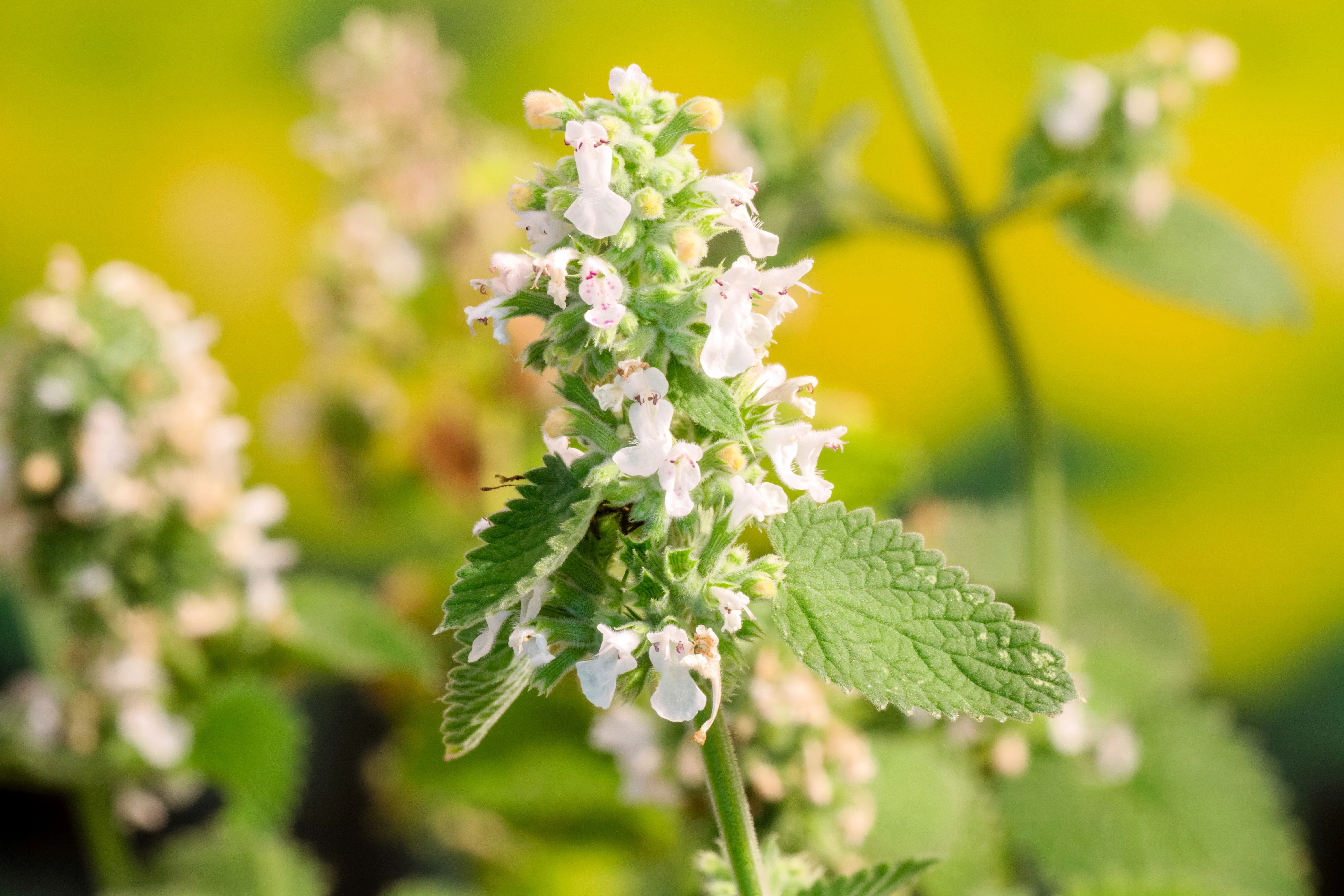 1000 HEIRLOOM CATNIP Nepeta Cataria Herb Flower Seeds - Image 11