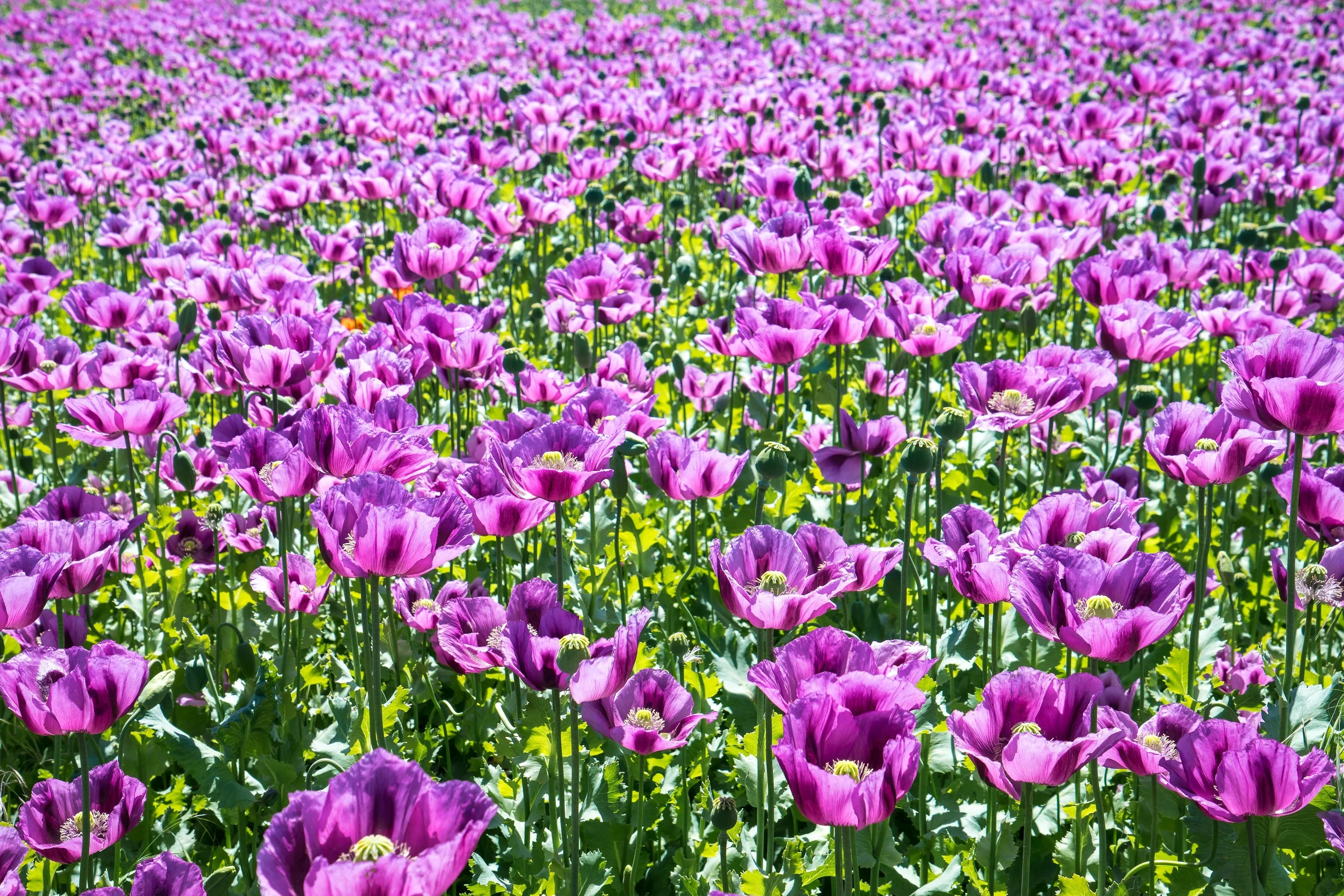 1000 HUNGARIAN BREADSEED POPPY Papaver Somniferum Purple Blue Flower Seeds - Image 2