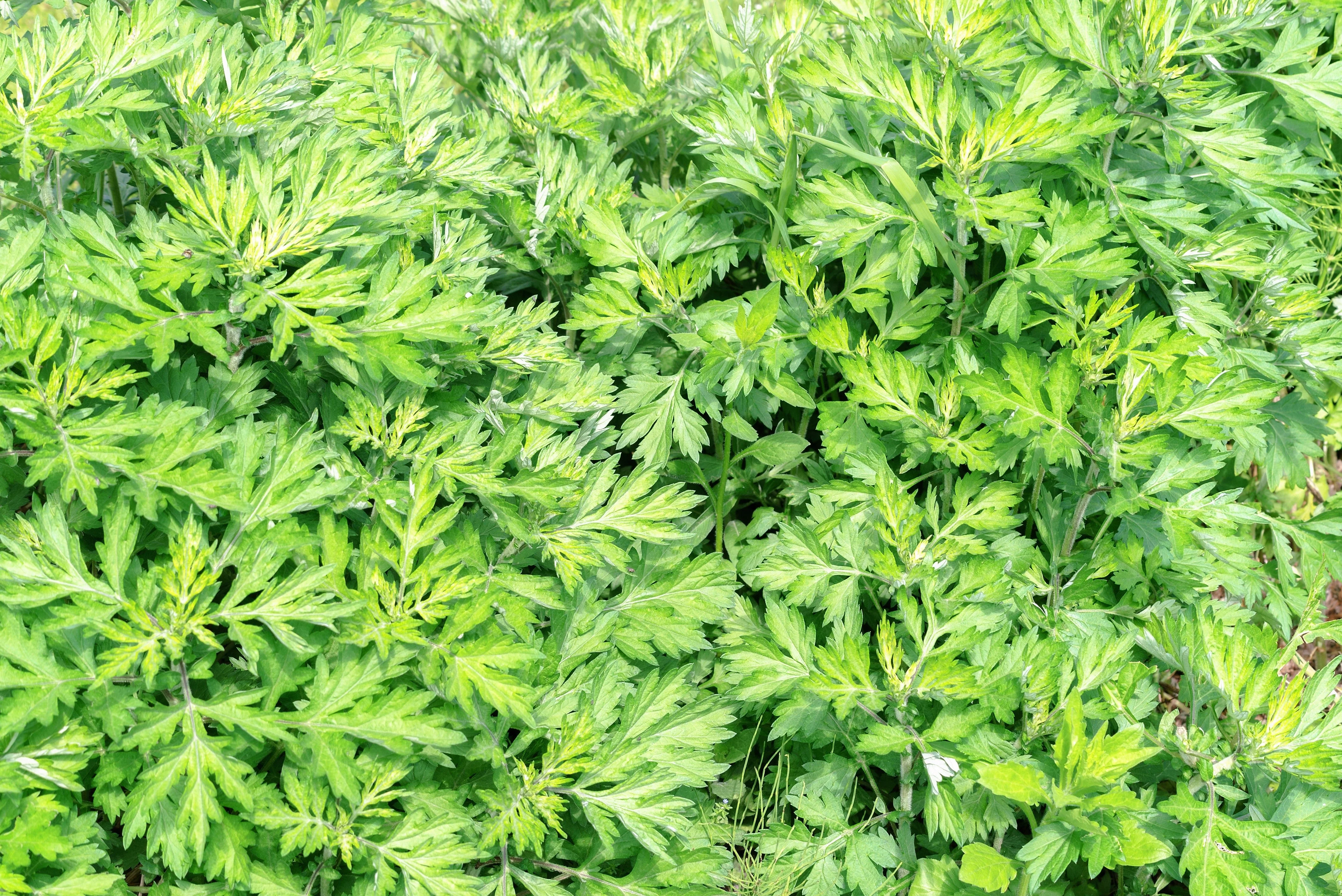 1000 JAPANESE MUGWORT Artemisia Princeps Korean Wormwood Yomagi Herb Yellow Flower Seeds - Image 2