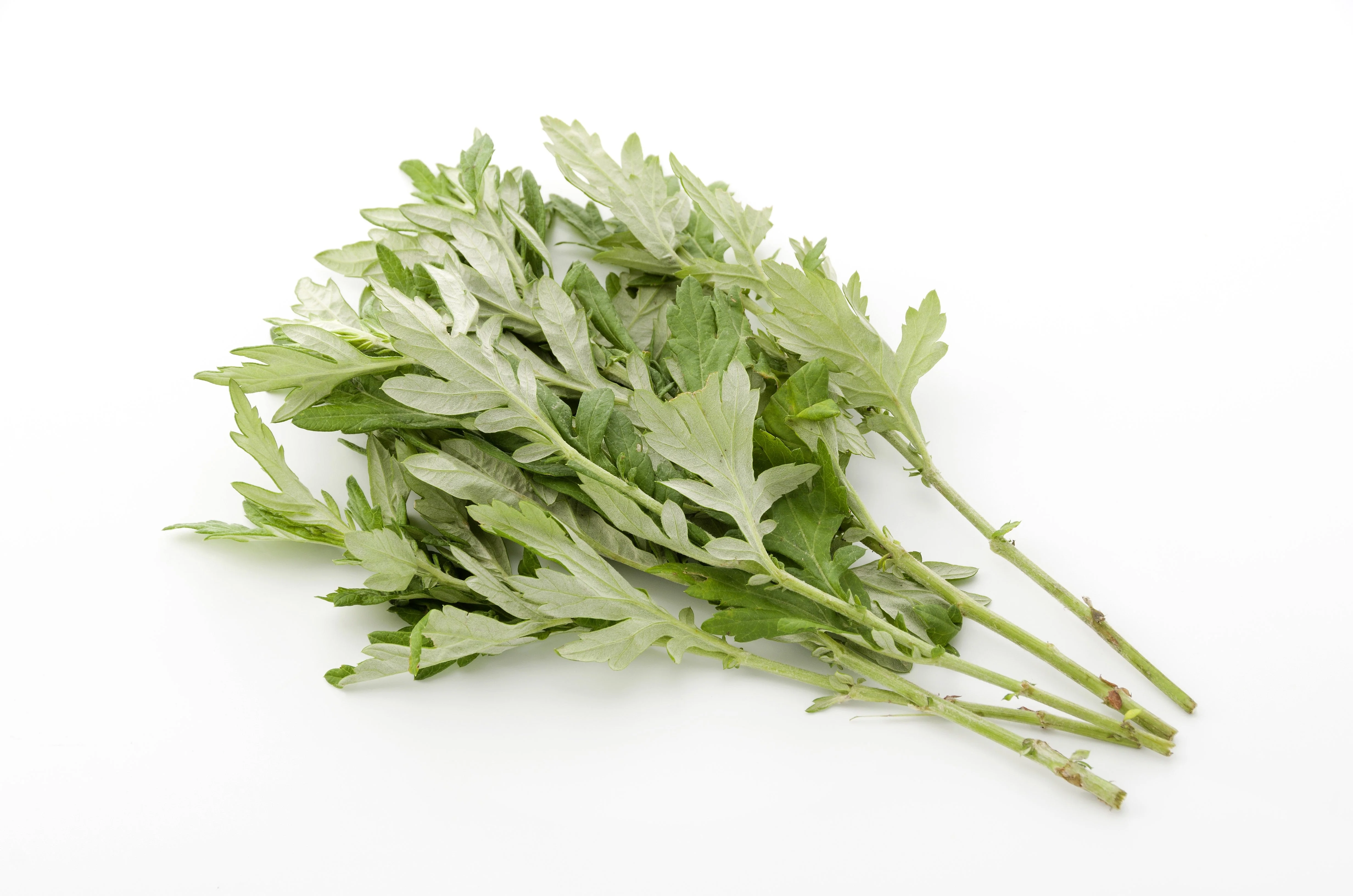 1000 JAPANESE MUGWORT Artemisia Princeps Korean Wormwood Yomagi Herb Yellow Flower Seeds - Image 5