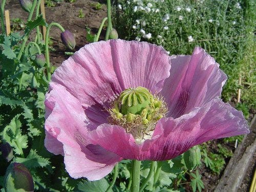 1000 LAVENDER POPPY Purple Papaver Somniferum Flower Seeds - Image 3