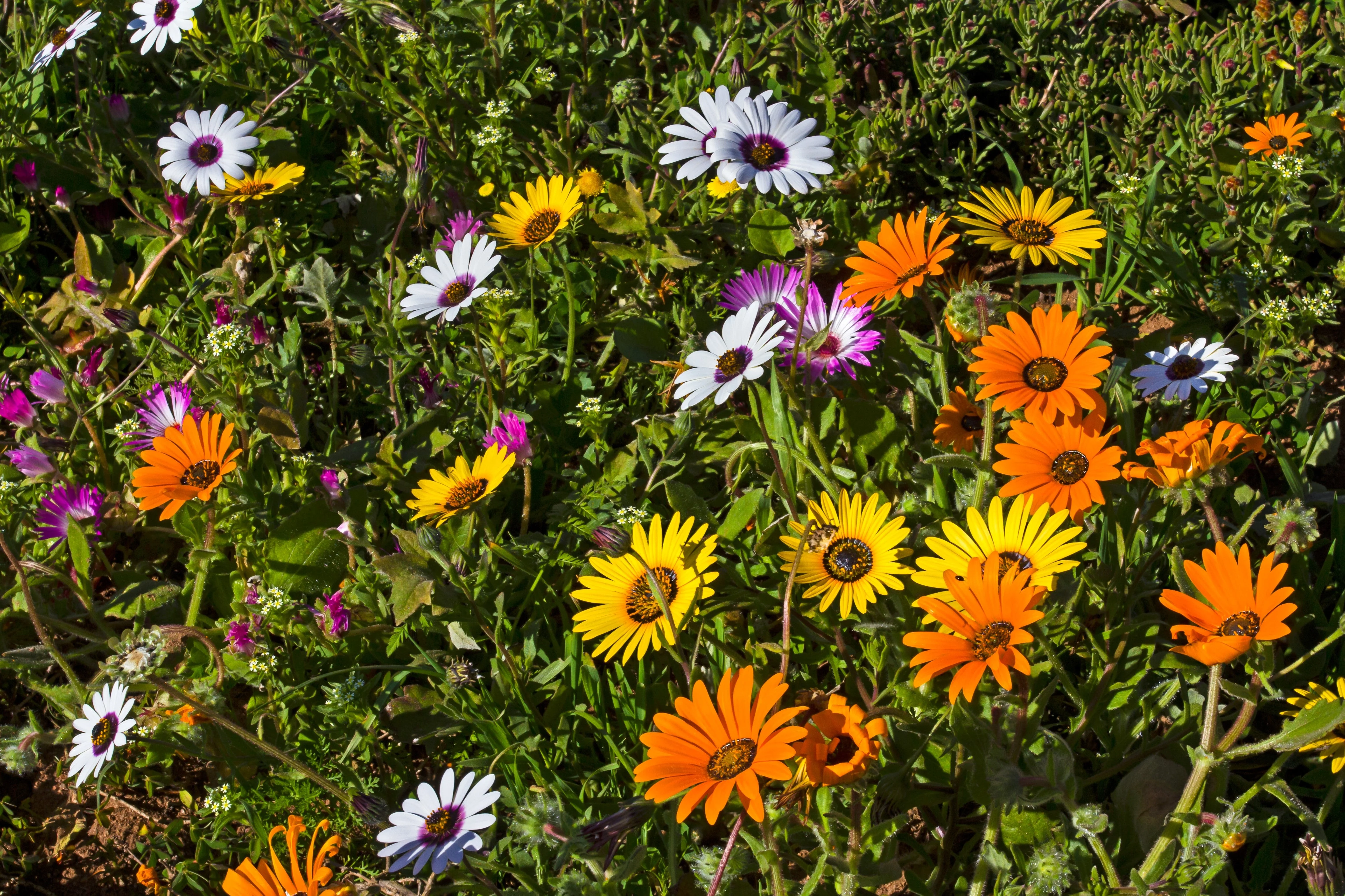 1000 MIXED AFRICAN DAISY ( Cape Marigold / Sun Marigold ) Dimorphotheca Sinuata Flower Seeds - Image 2