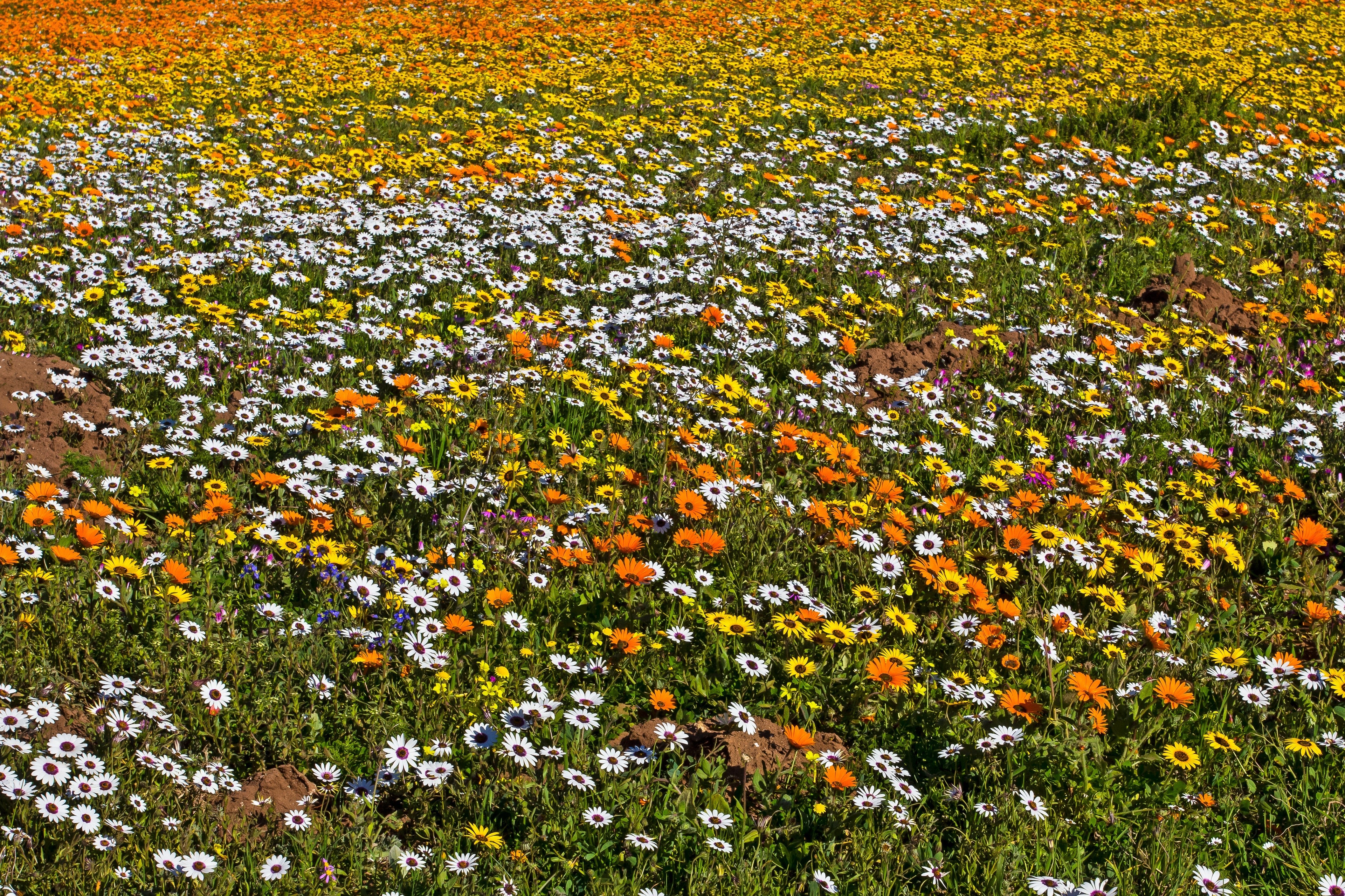 1000 MIXED AFRICAN DAISY ( Cape Marigold / Sun Marigold ) Dimorphotheca Sinuata Flower Seeds - Image 3