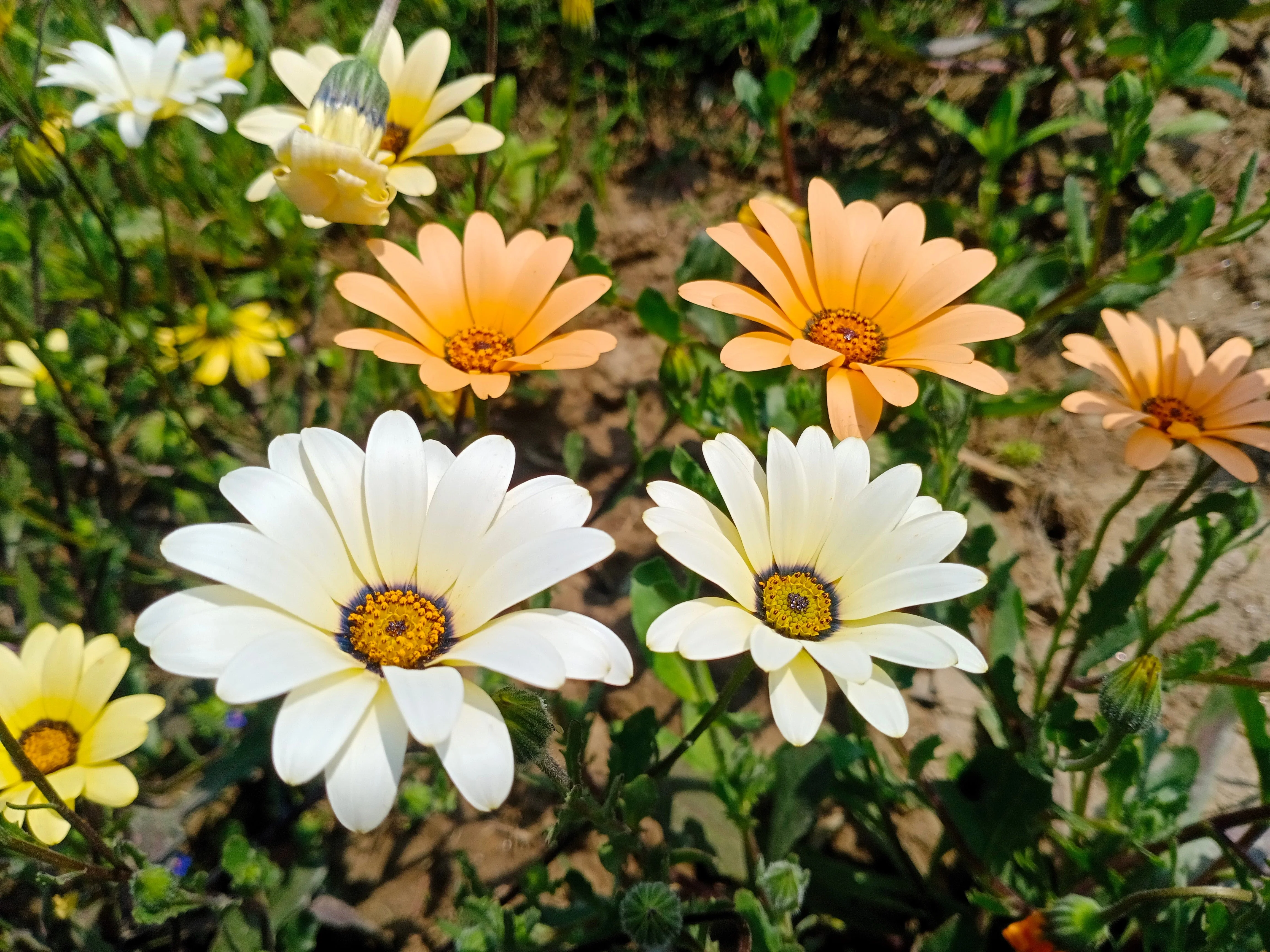 1000 MIXED AFRICAN DAISY ( Cape Marigold / Sun Marigold ) Dimorphotheca Sinuata Flower Seeds - Image 8