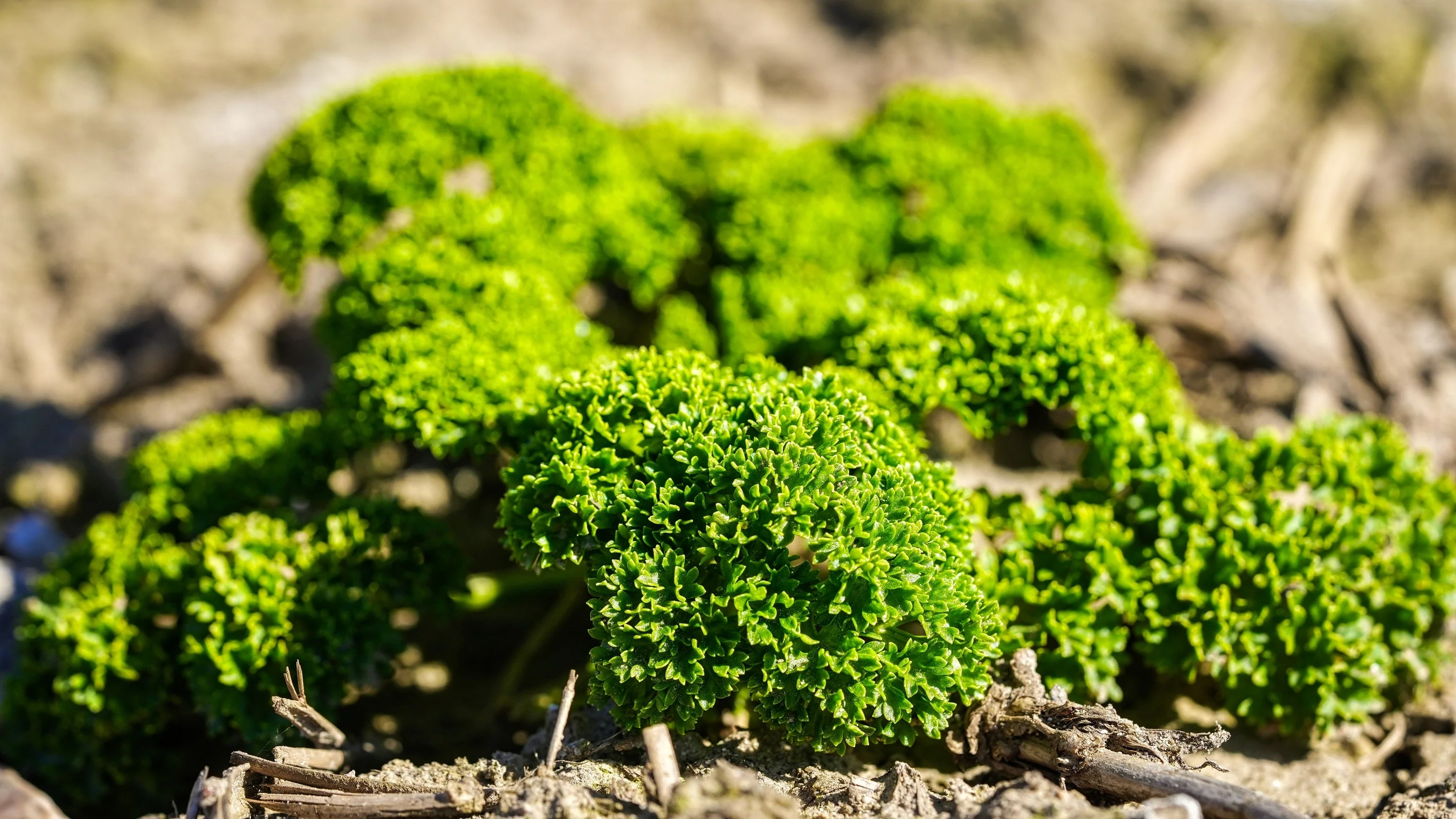 1000 MOSS CURLED PARSLEY Petroselinum Crispum Herb Vegetable Flower Seeds - Image 3