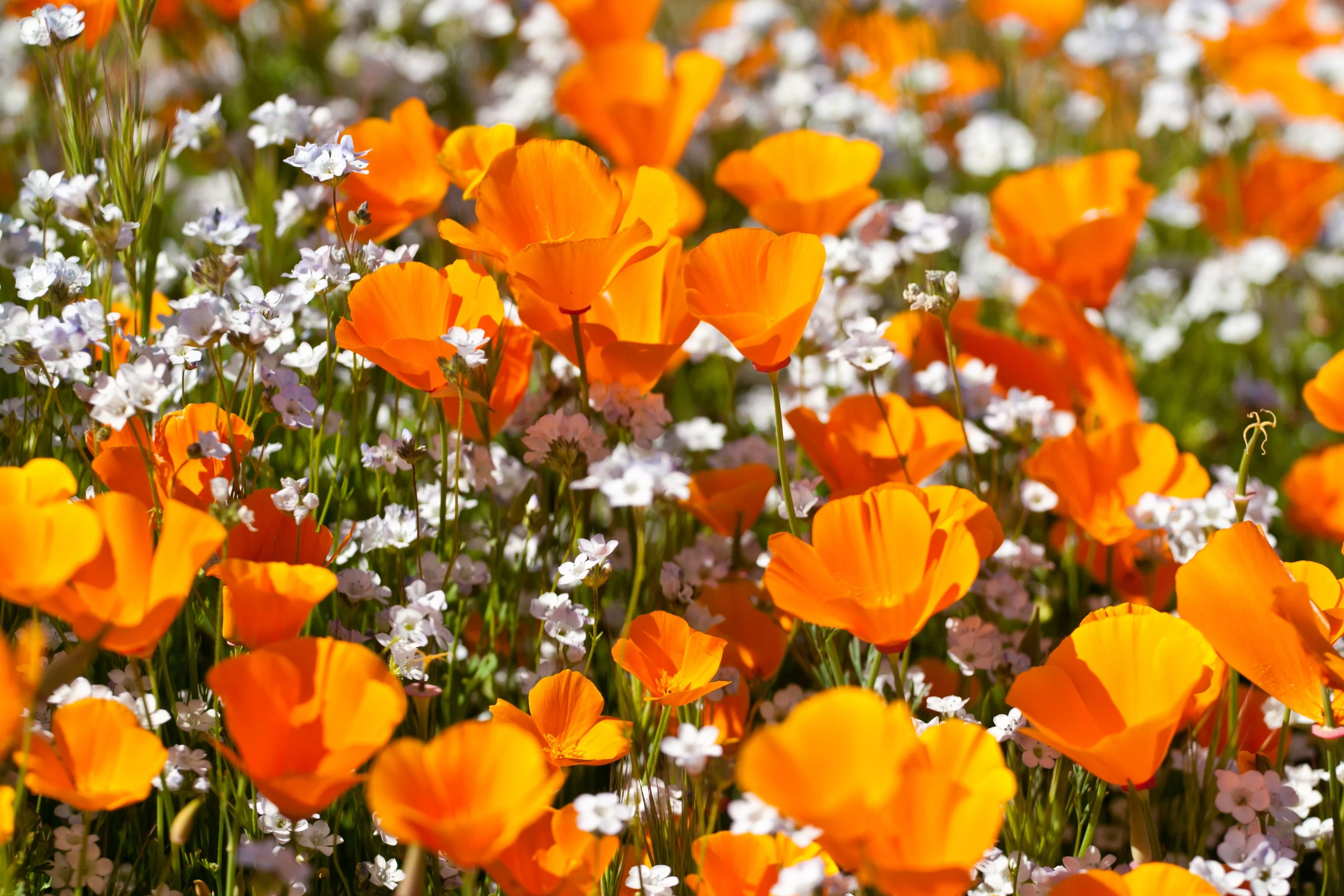 1000 ORANGE CALIFORNIA POPPY Eschscholzia Californica Flower Seeds - Image 8