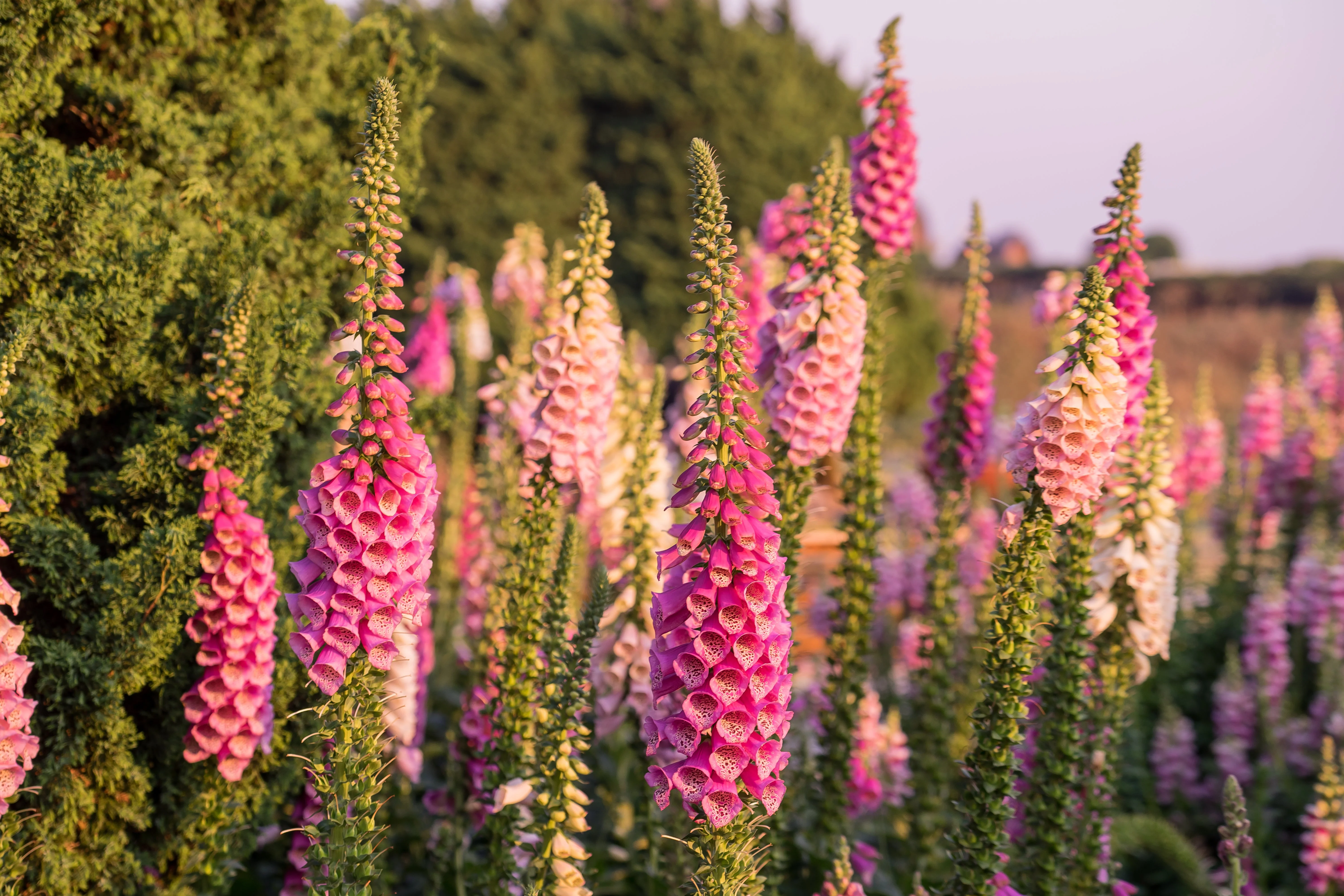 1000 PINK FOXGLOVE Digiitalis Purpurea Flower Seeds - Image 9