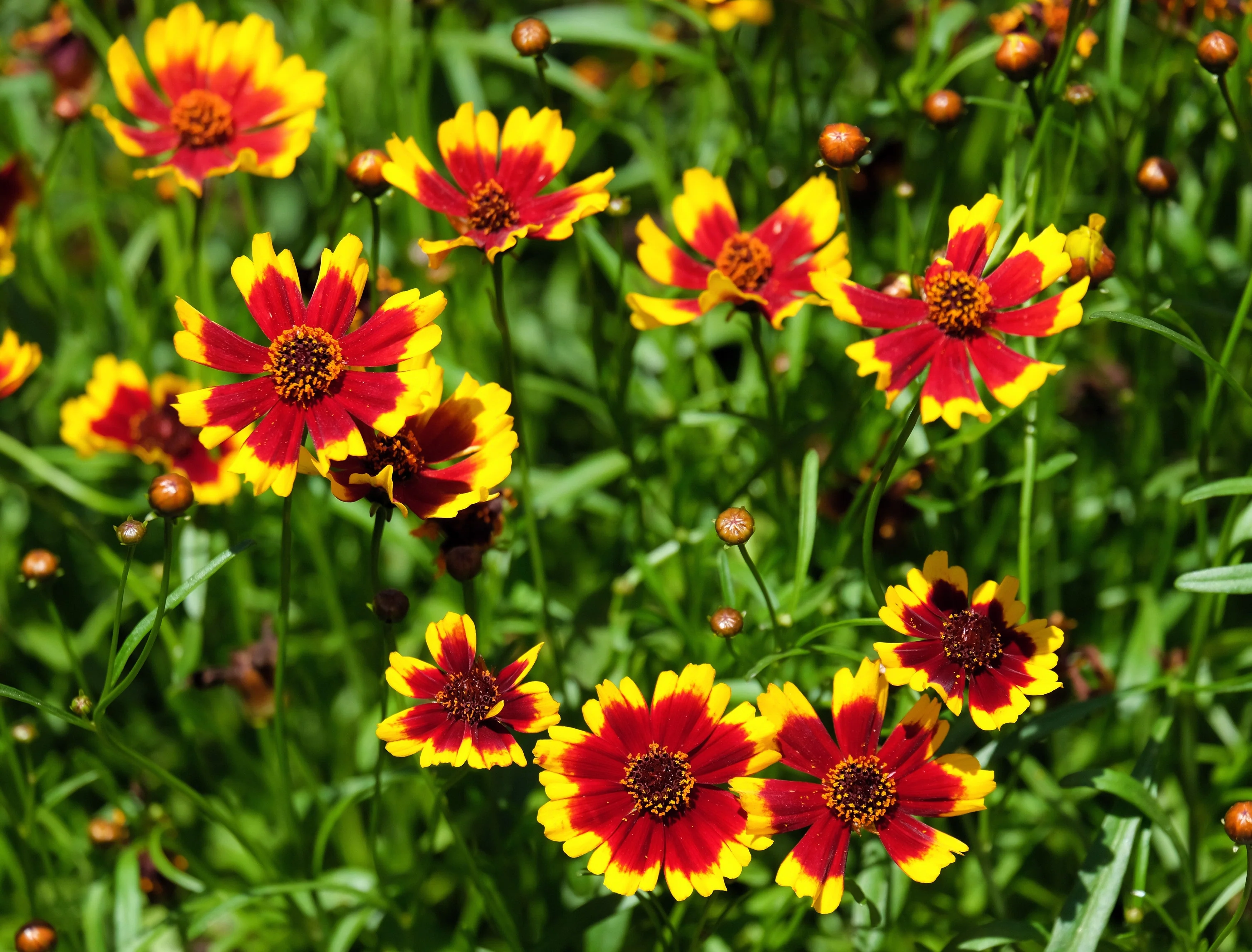 1000 PLAINS COREOPSIS (Golden Tickseed) Coreopsis Tinctoria Flower Seeds - Image 2