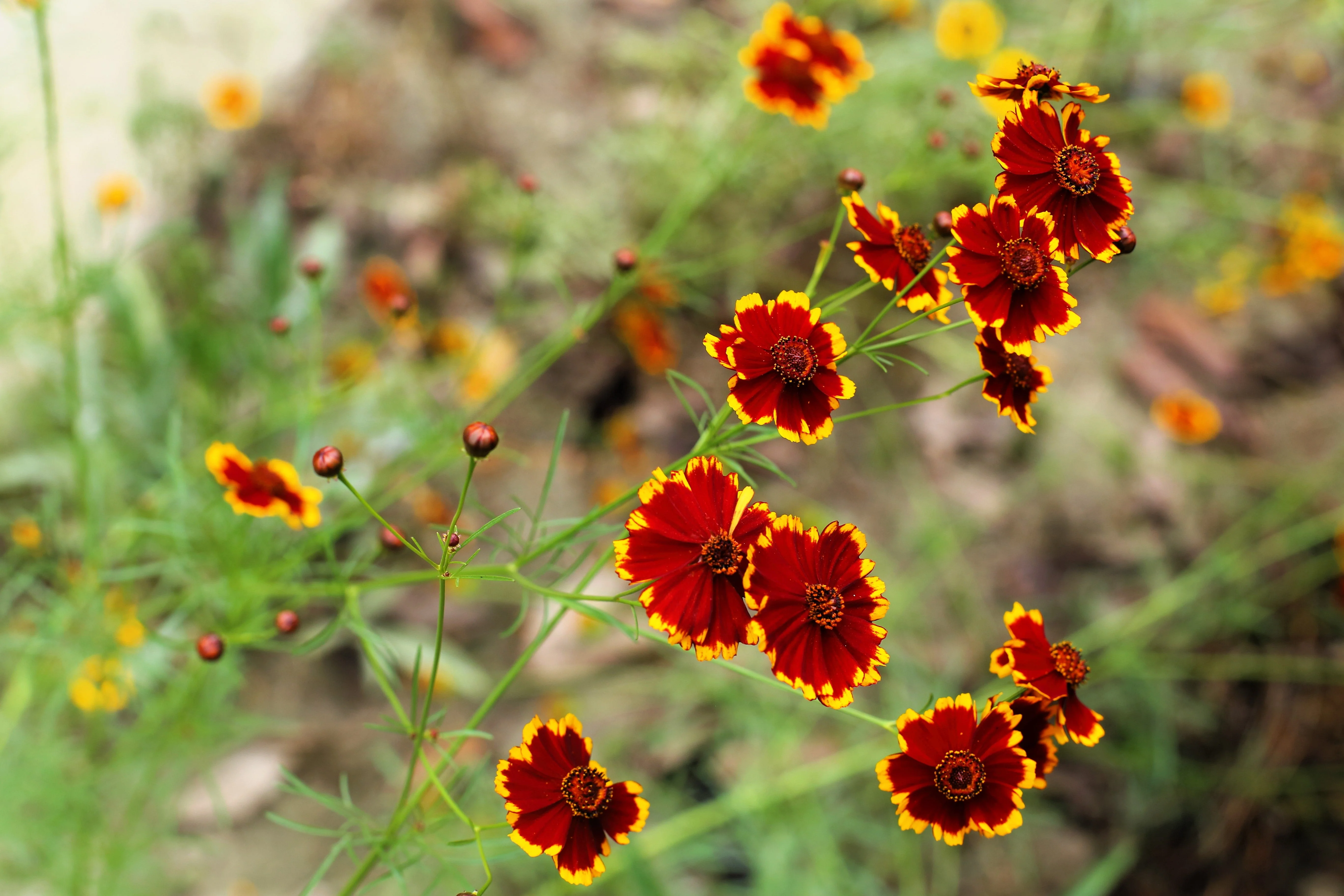 1000 PLAINS COREOPSIS (Golden Tickseed) Coreopsis Tinctoria Flower Seeds - Image 4