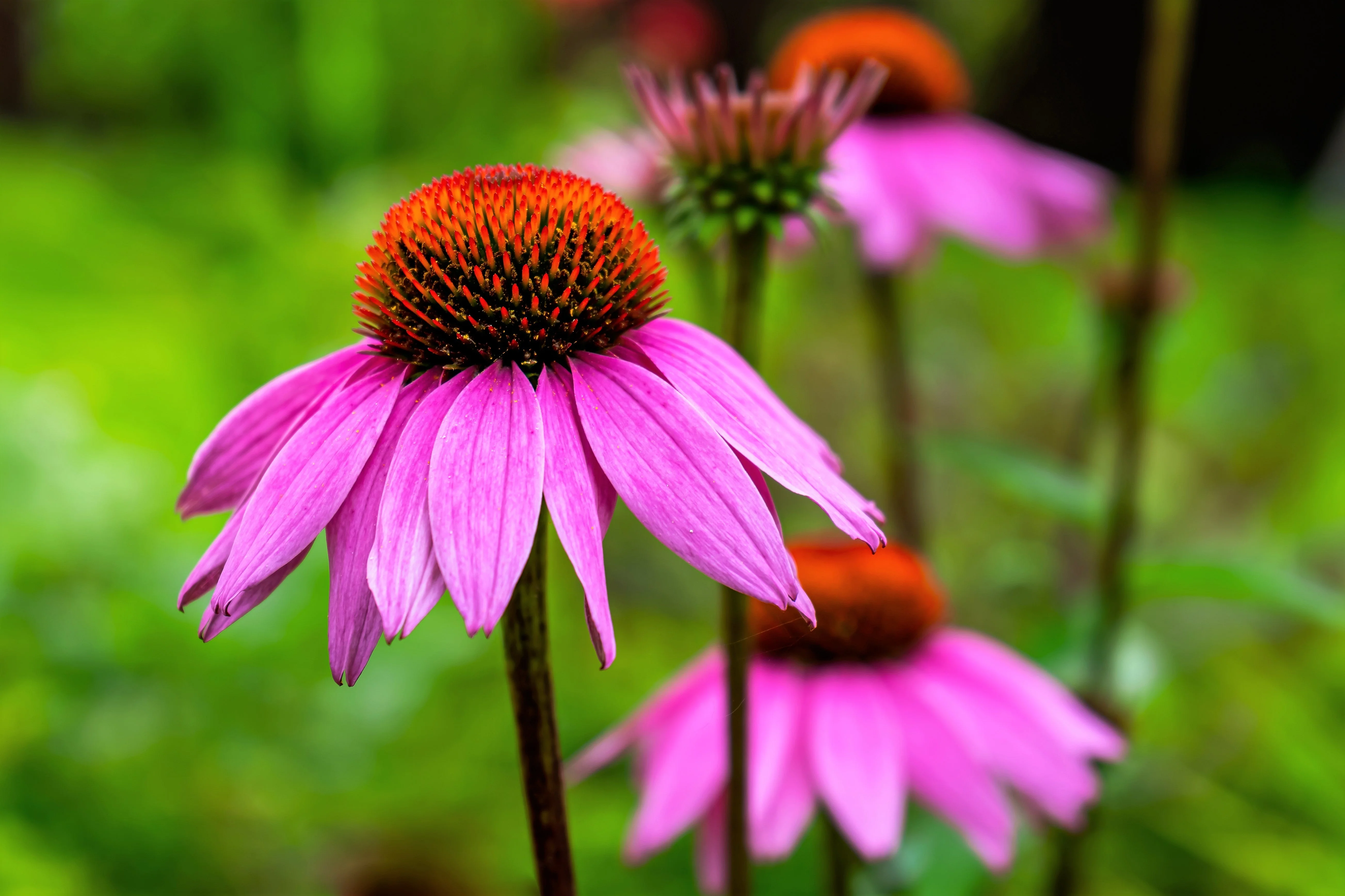 1000 PURPLE CONEFLOWER Echinacea Purpurea Heirloom Flower Herb Seeds - Image 6