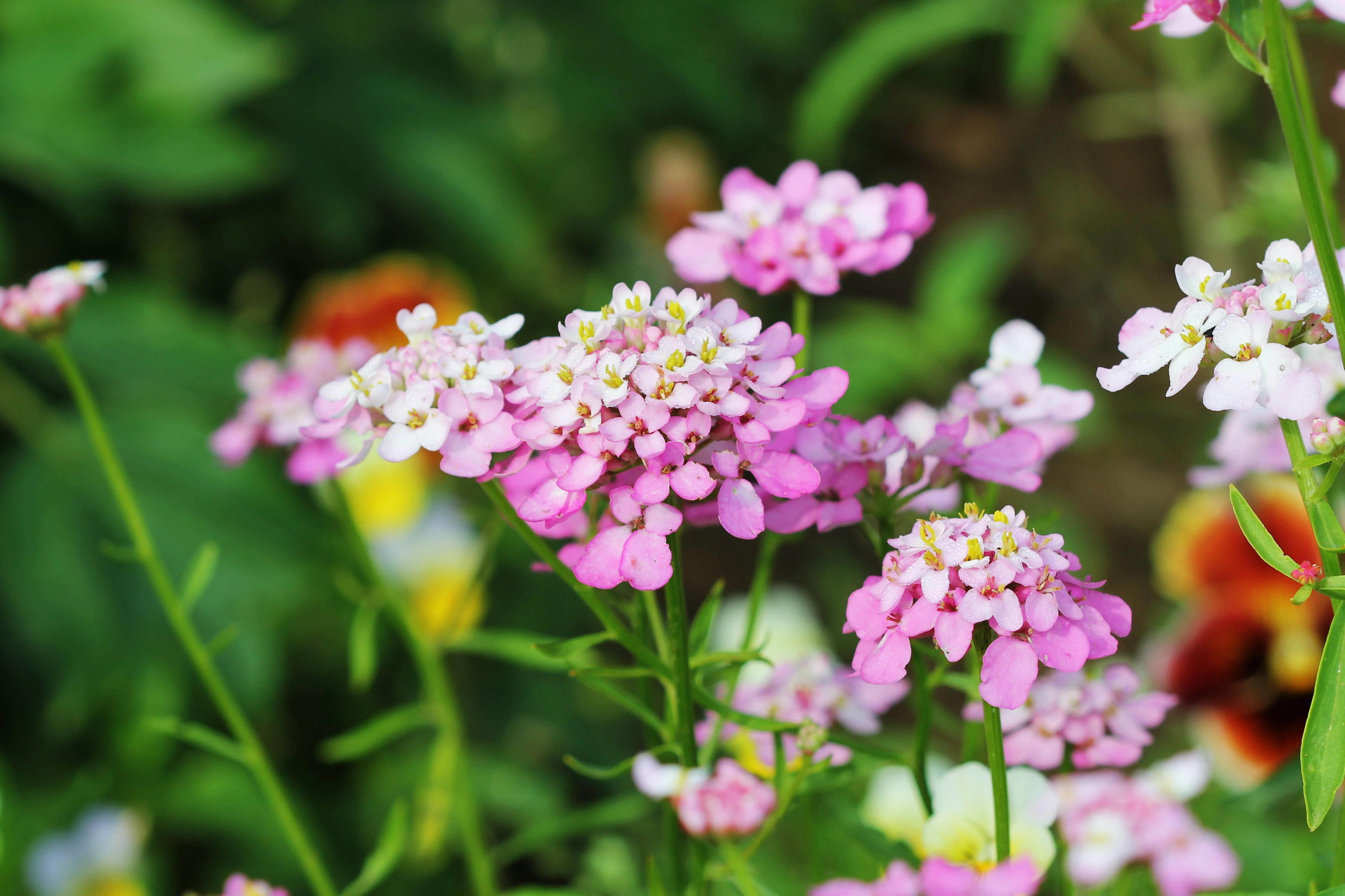 1000 ROSE CARDINAL CANDYTUFT Iberis Umbellata Flower Seeds - Image 4