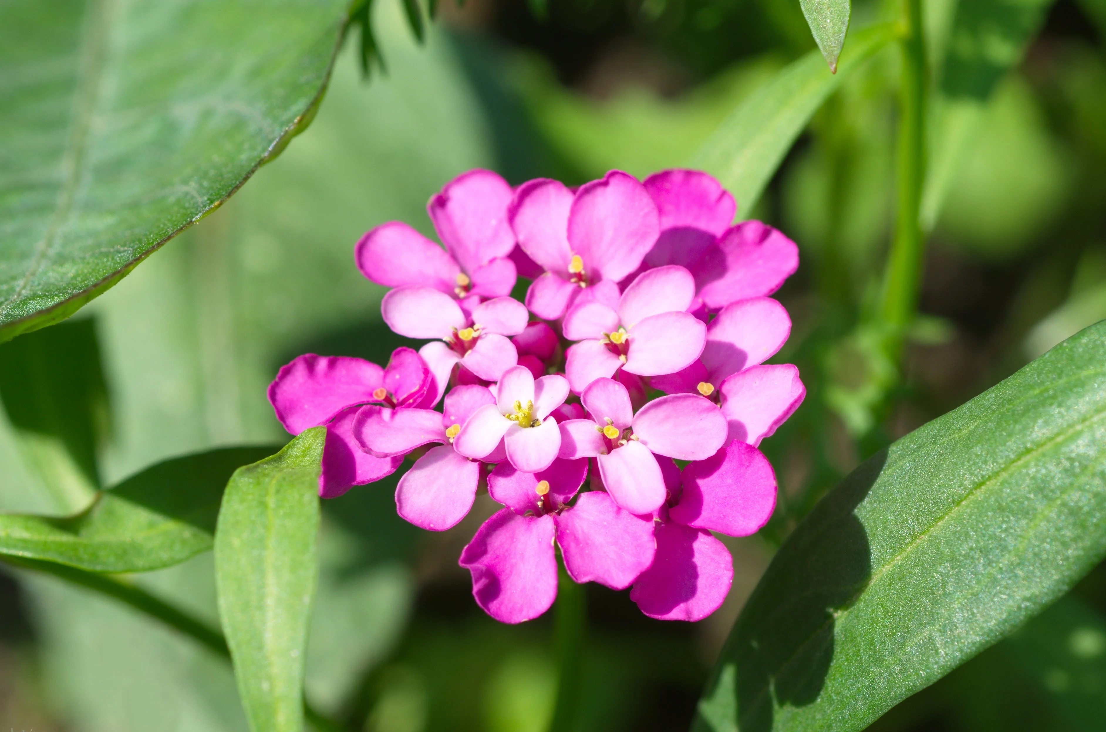 1000 ROSE CARDINAL CANDYTUFT Iberis Umbellata Flower Seeds - Image 7