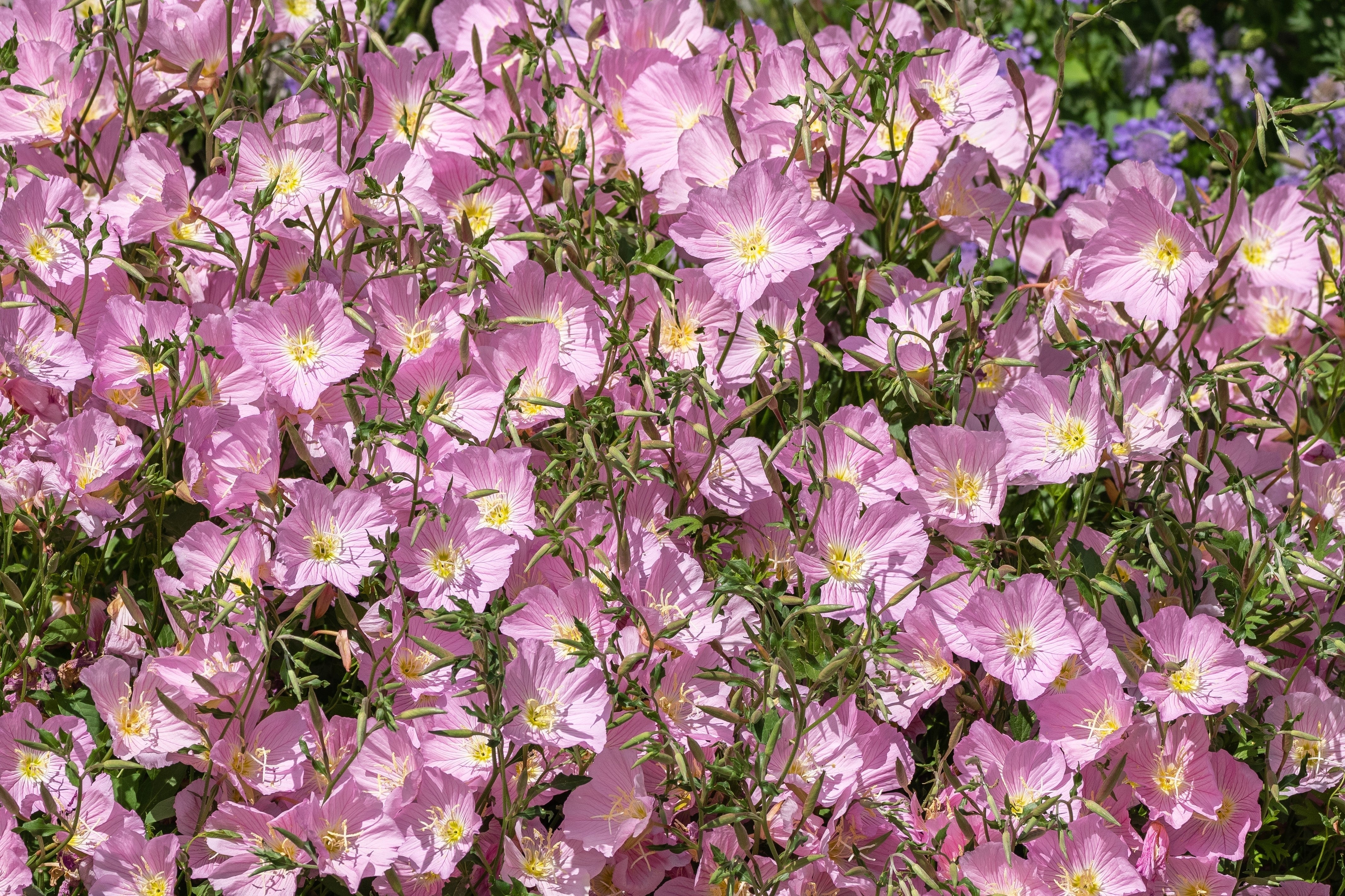 1000 Showy PINK EVENING PRIMROSE (Pink Ladies / Mexican Evening) Oenothera Speciosa Flower Seeds - Image 6