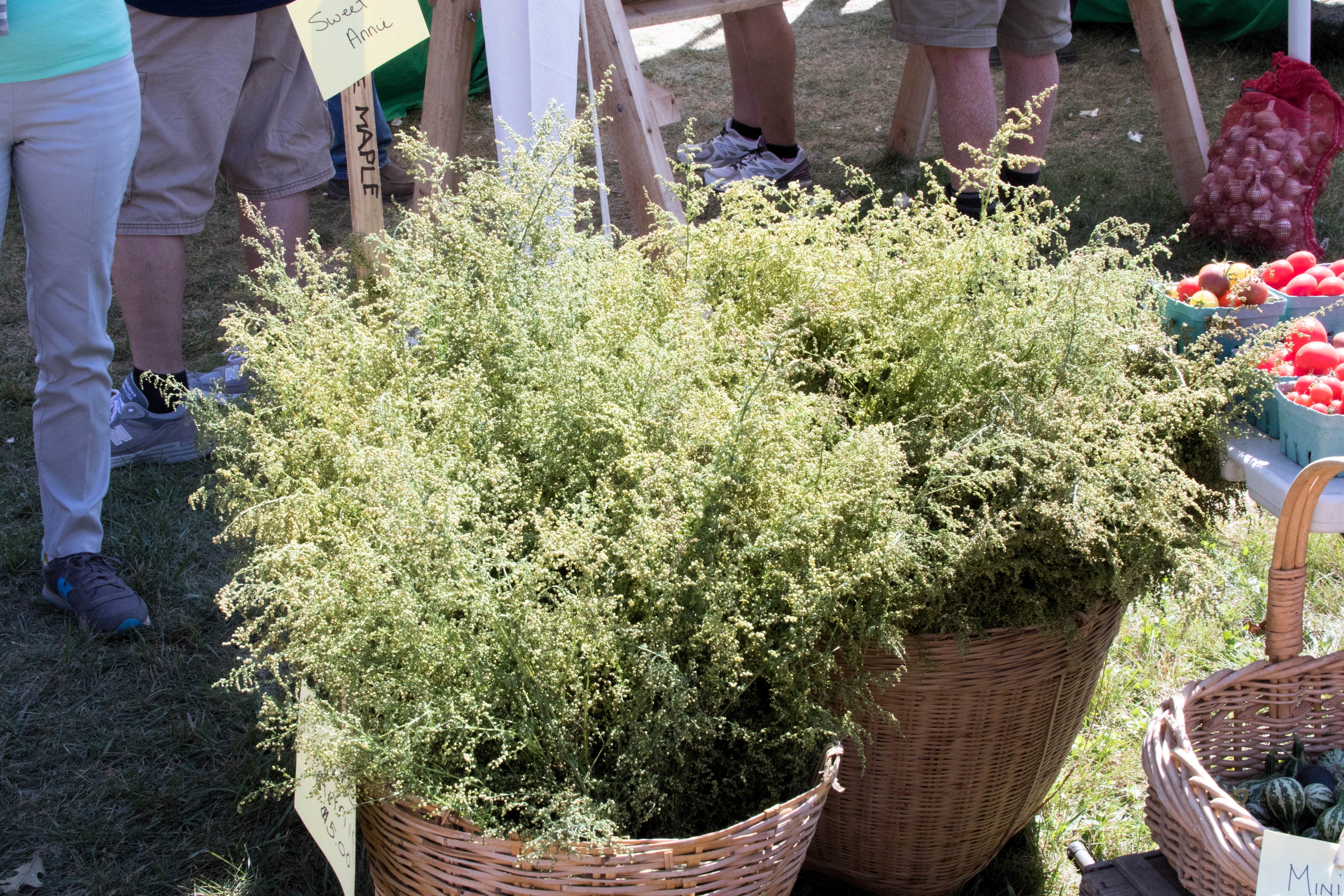 1000 SWEET WORMWOOD Artemisia Annua Sweet Annie Mugwort Sagewort Fragrant Herb Seeds - Image 3