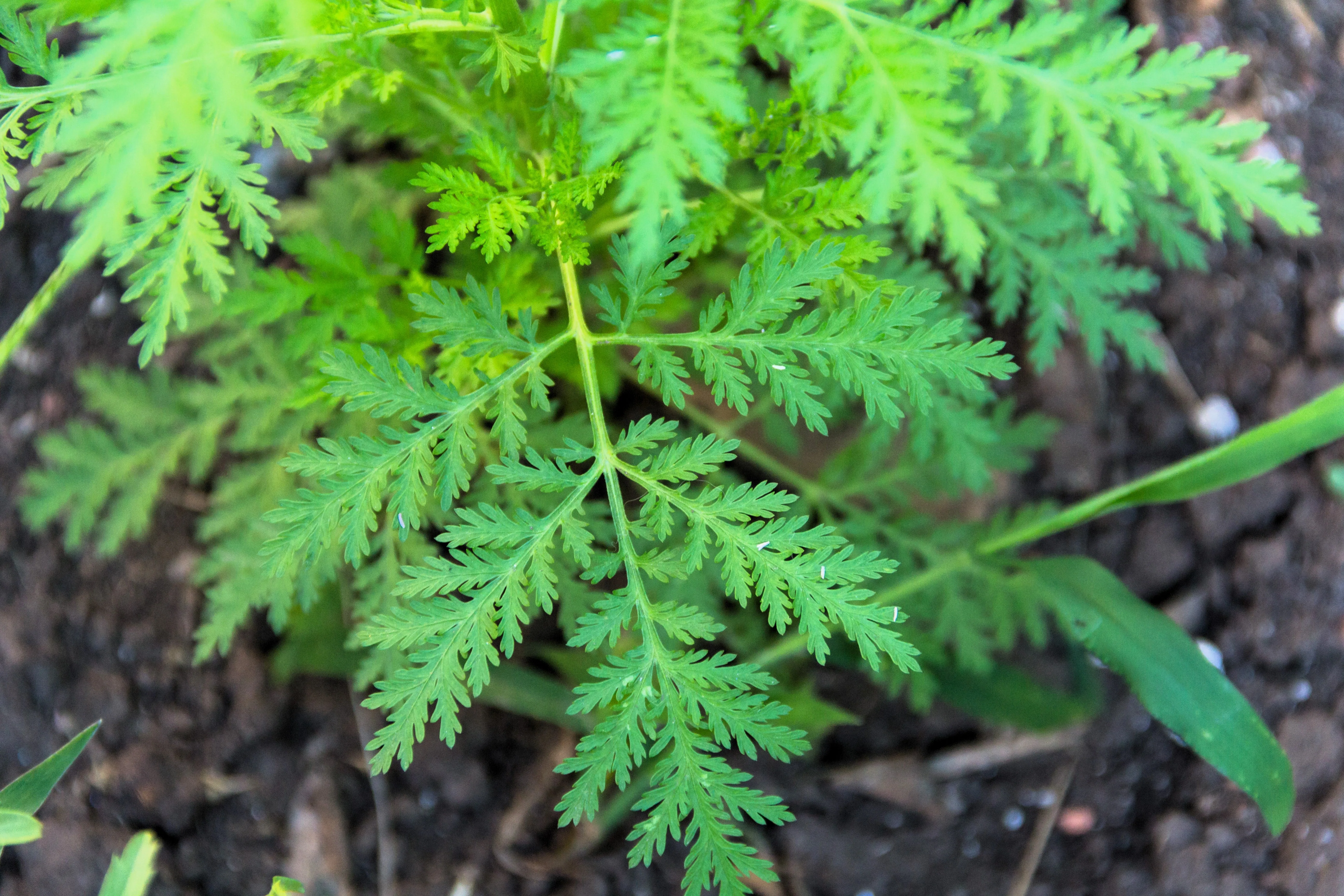 1000 SWEET WORMWOOD Artemisia Annua Sweet Annie Mugwort Sagewort Fragrant Herb Seeds - Image 7
