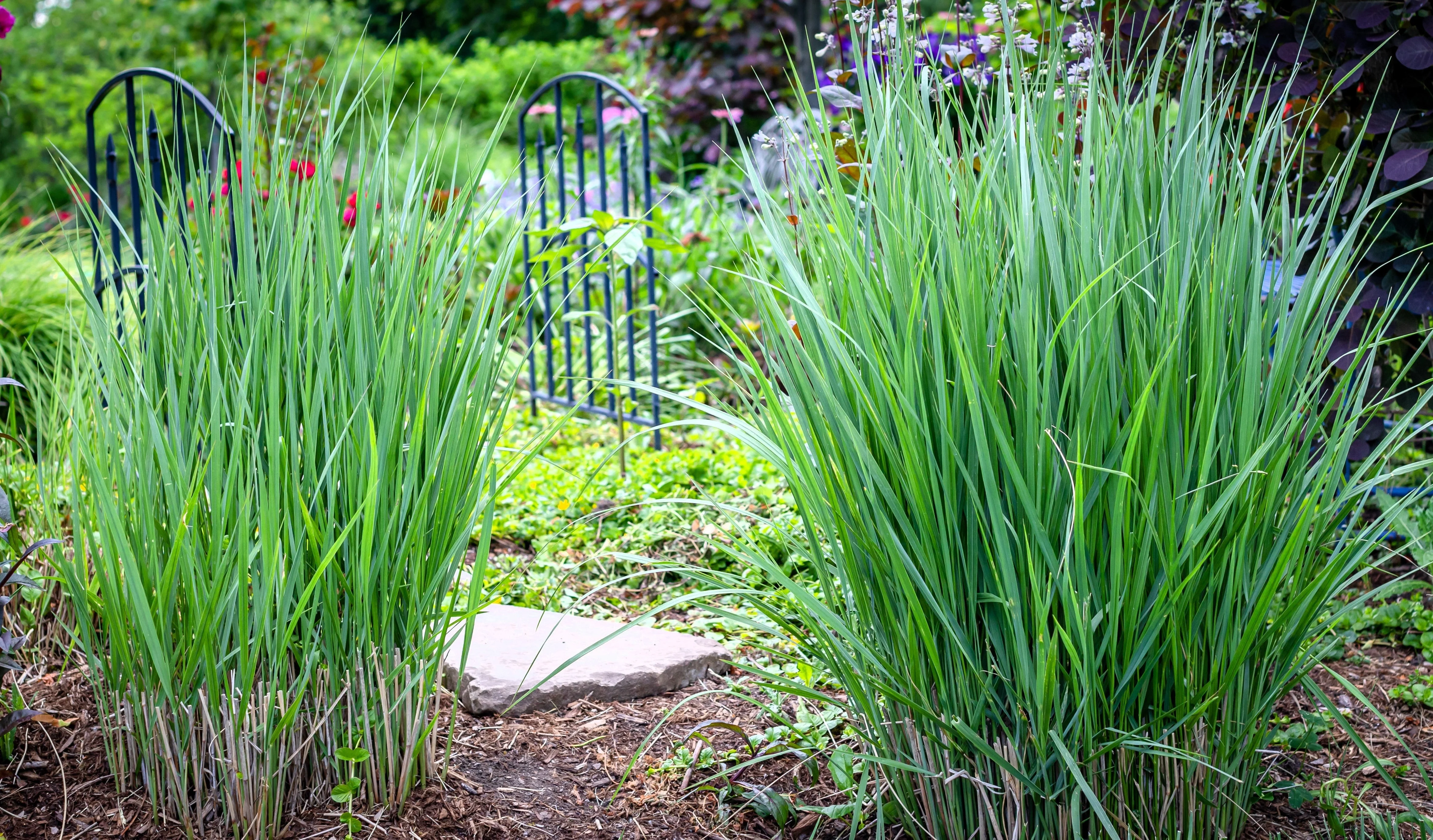 1000 SWITCHGRASS Tall Panic Switch Grass Panicum Virgatum Red Flower Seeds - Image 11