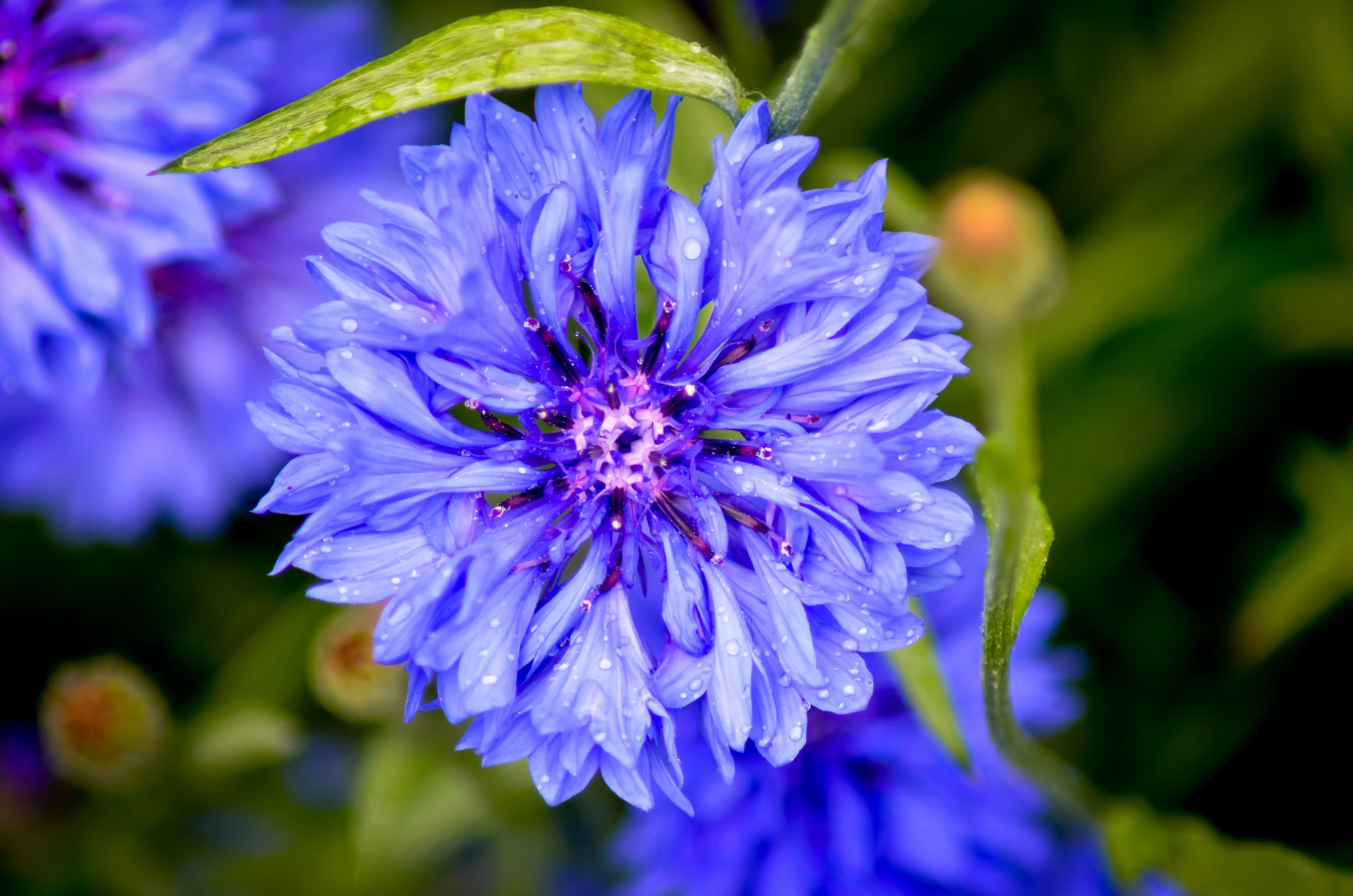 1000 Tall Blue BACHELOR'S BUTTON / CORNFLOWER Centaurea Cyanus Flower Seeds - Image 4