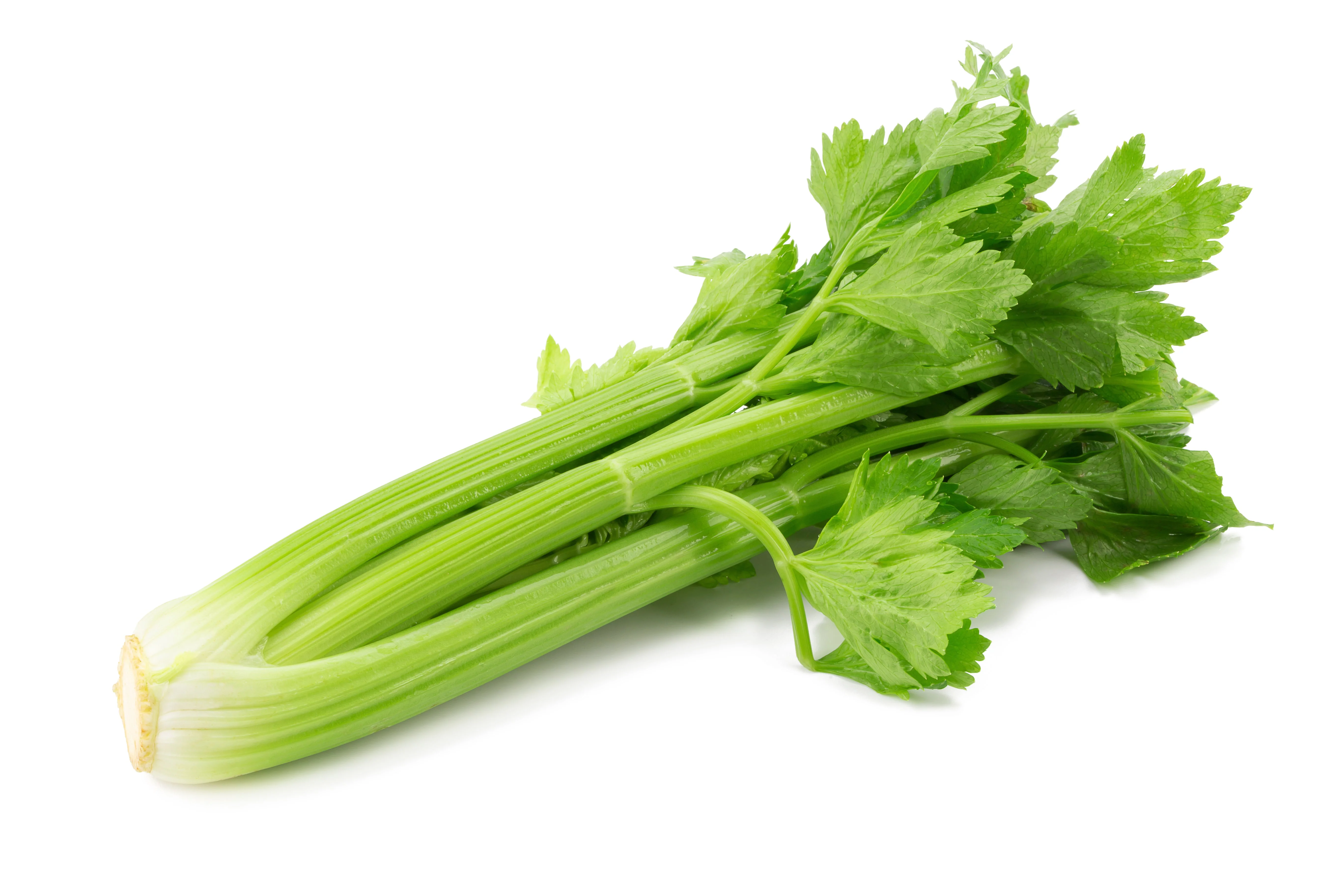 1000 TALL UTAH CELERY Apium Graveolens Dulce Vegetable Seeds - Image 8