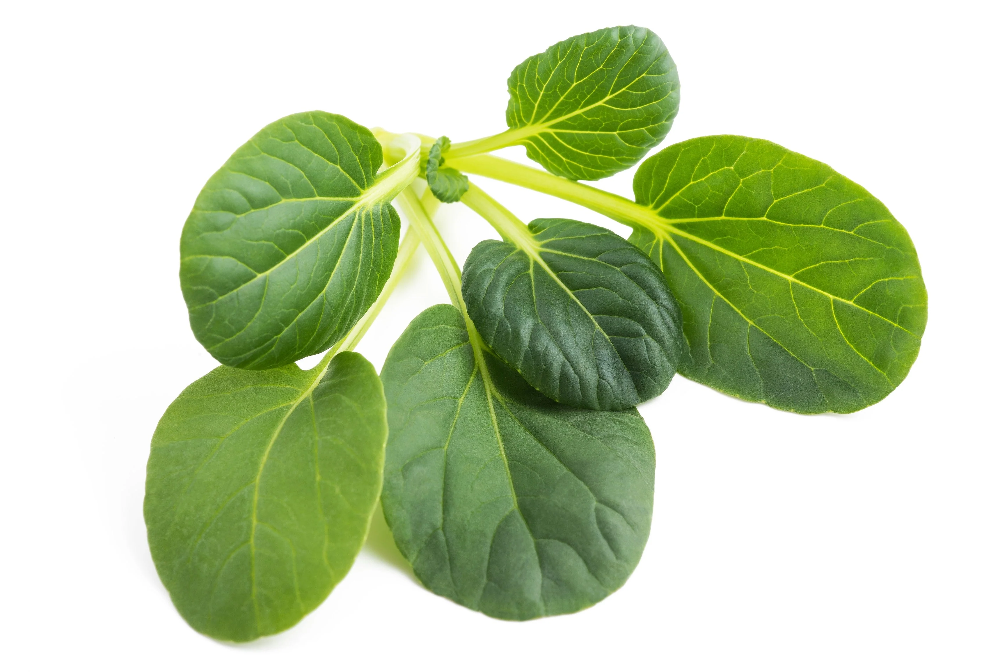 1000 TATSOI Brassica Rapa Rosularis Tat Soi Bok Choy Spinach Mustard Vegetable Seeds - Image 6