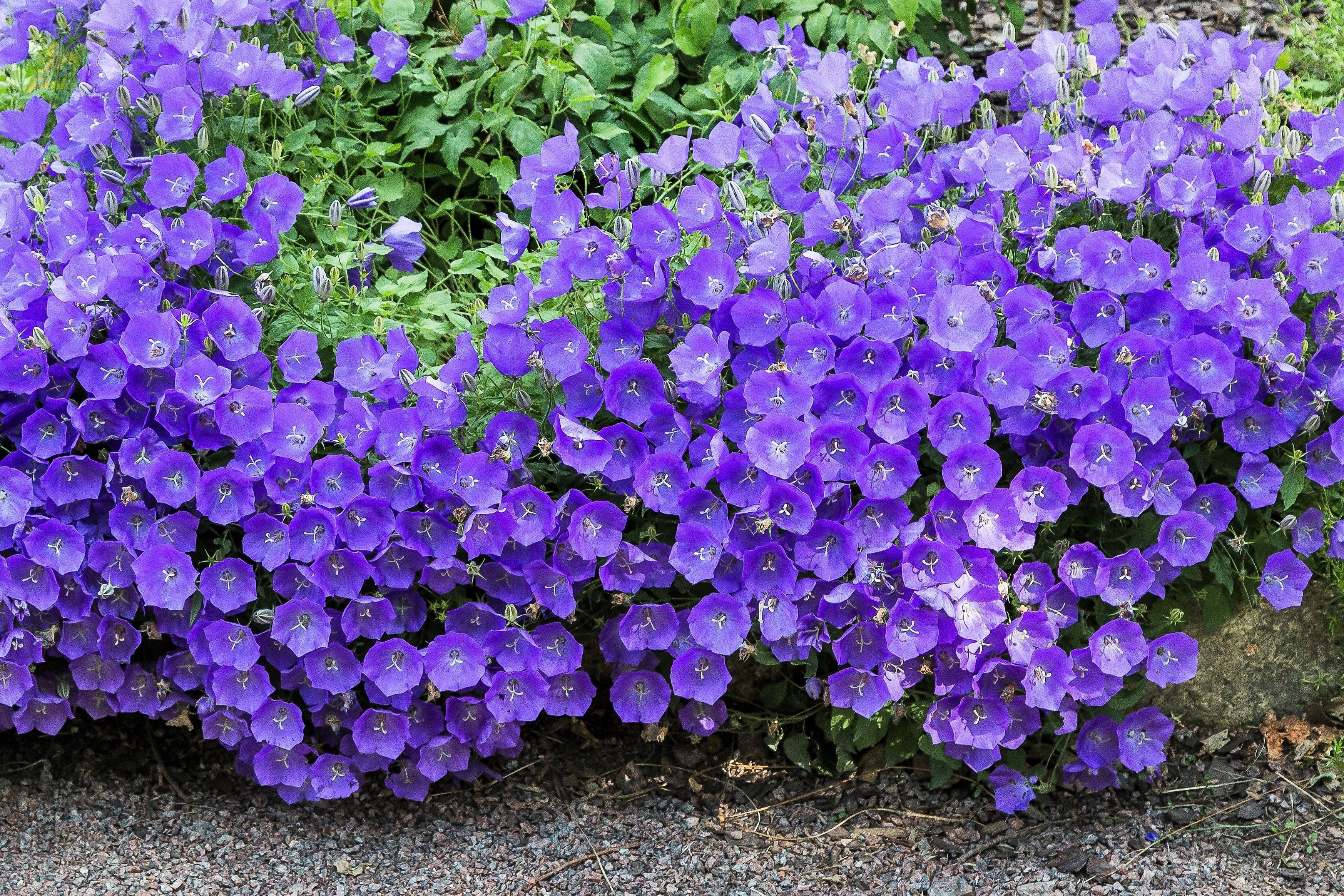 1000 TUSSOCK BELLFLOWER (Carpathian Bellflower) Campanula Carpatica Flower Seeds - Image 3