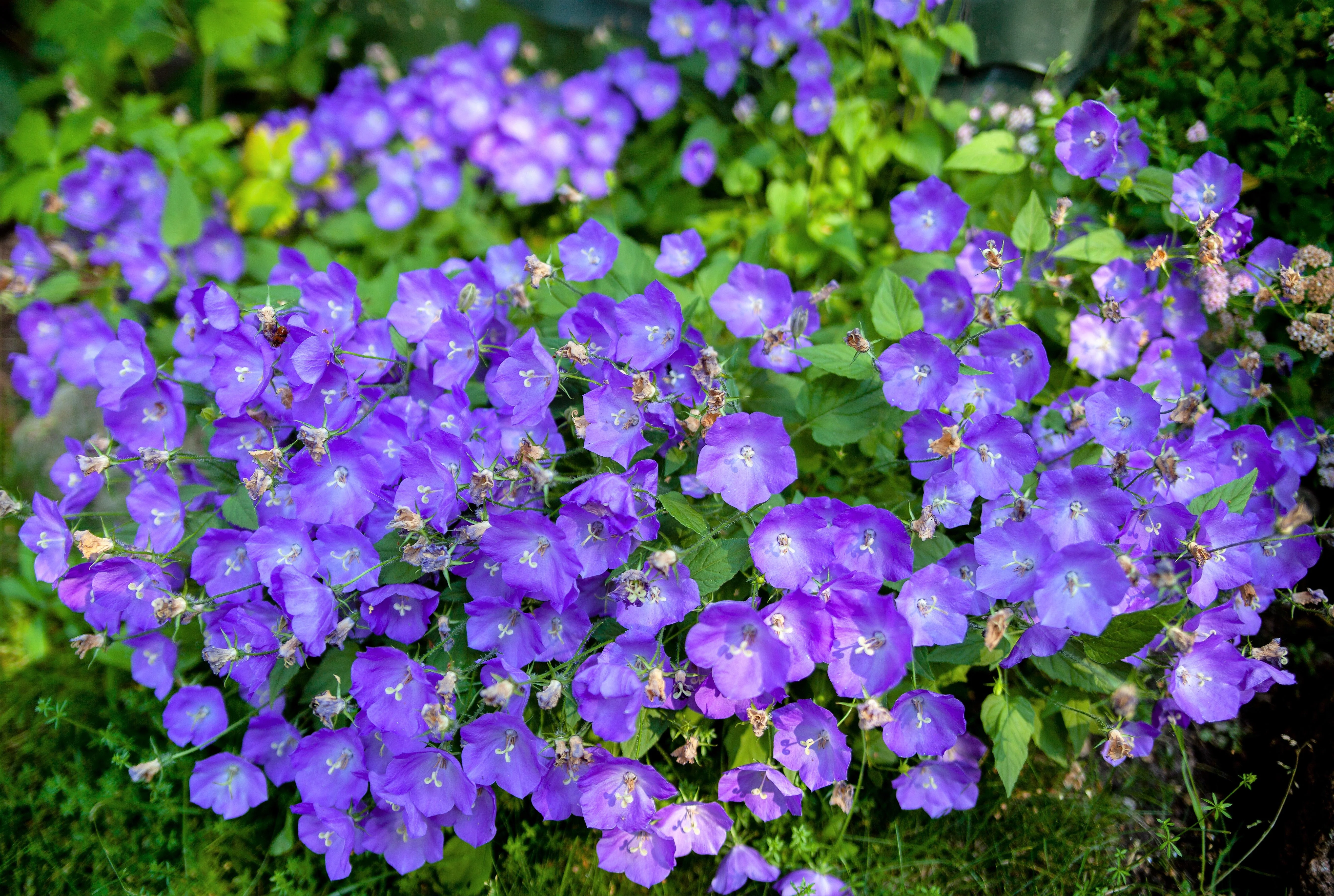 1000 TUSSOCK BELLFLOWER (Carpathian Bellflower) Campanula Carpatica Flower Seeds - Image 4