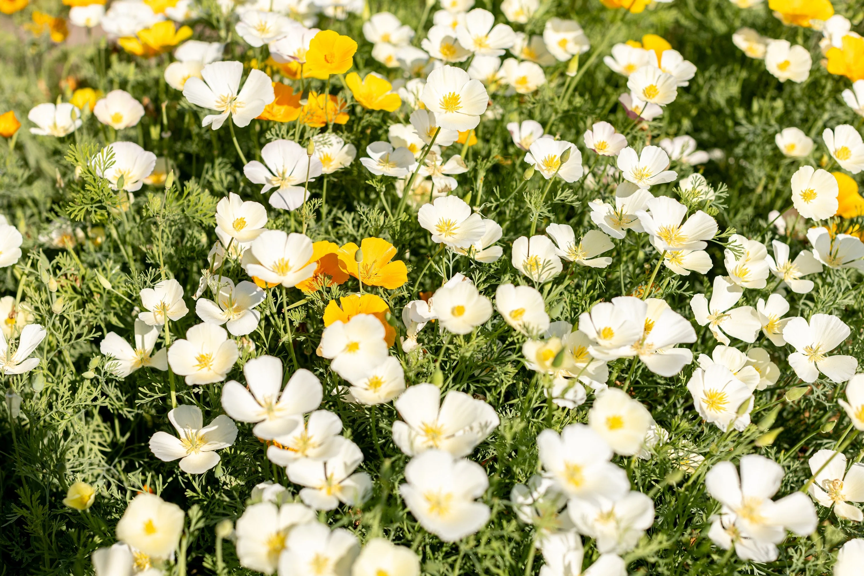 1000 WHITE CALIFORNIA POPPY Eschscholzia Californica Flower Seeds - Image 2