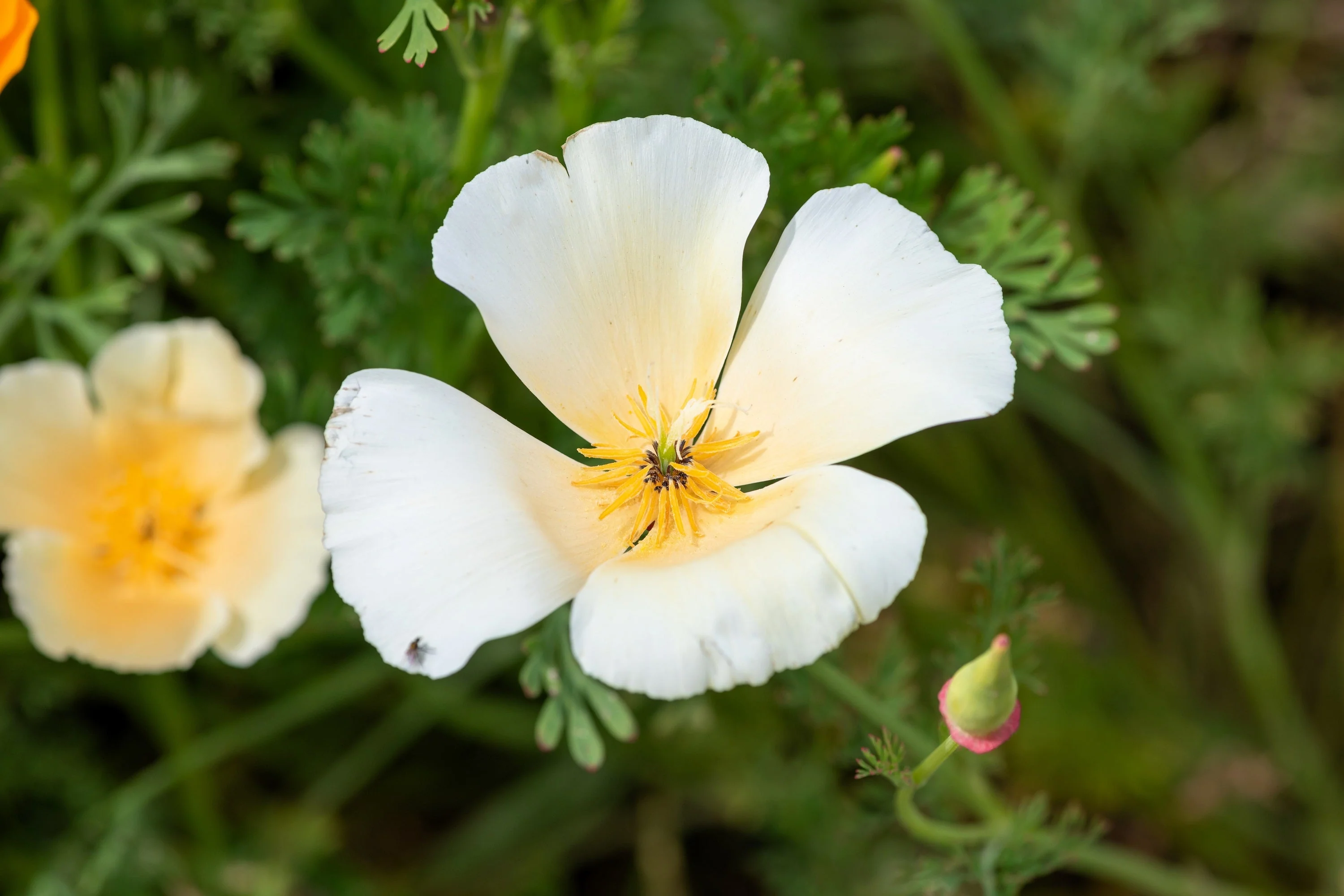 1000 WHITE CALIFORNIA POPPY Eschscholzia Californica Flower Seeds - Image 5