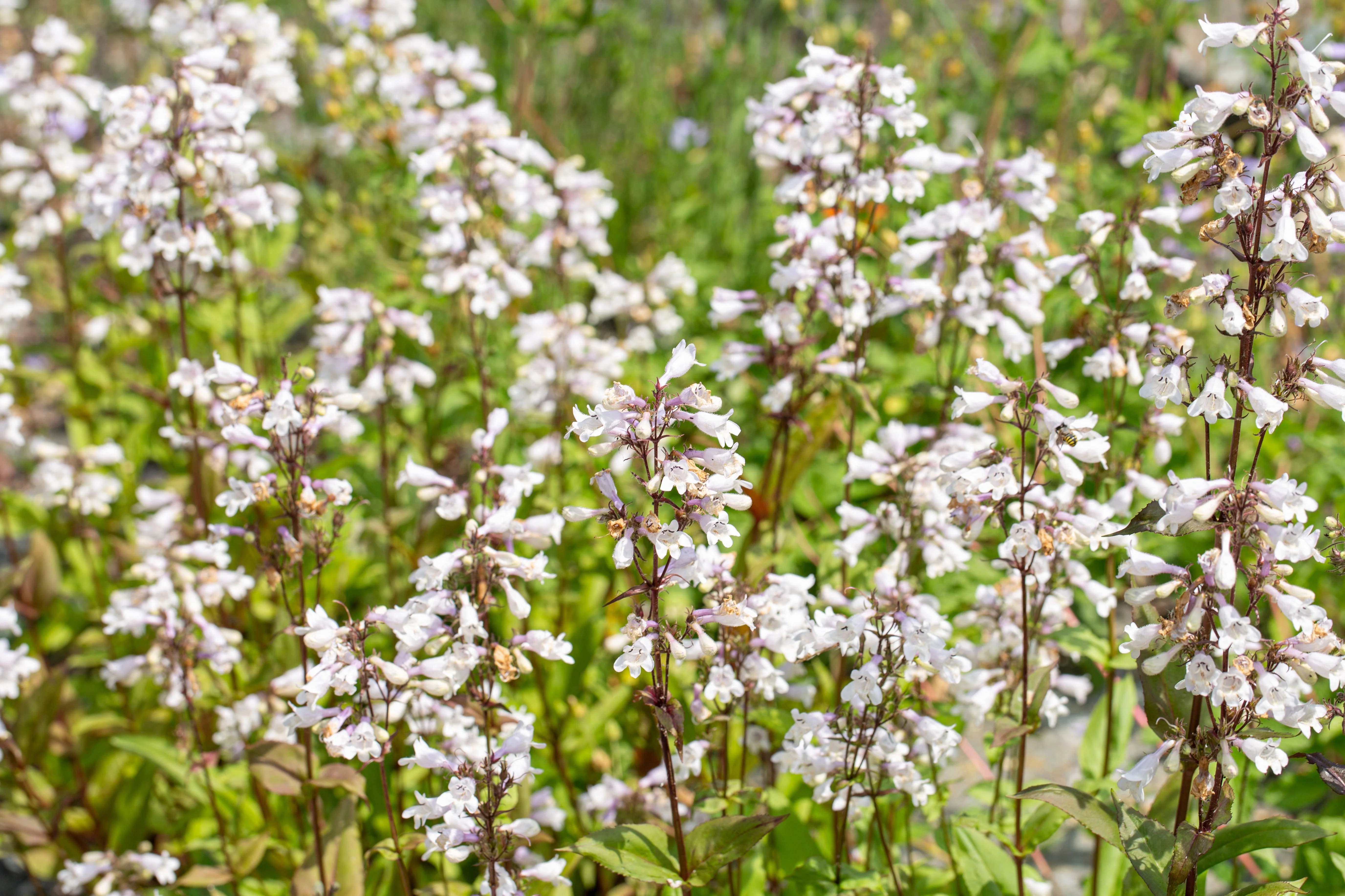 1000 WHITE FOXGLOVE BEARDTONGUE Penstemon Digitalis Flower Seeds - Image 2