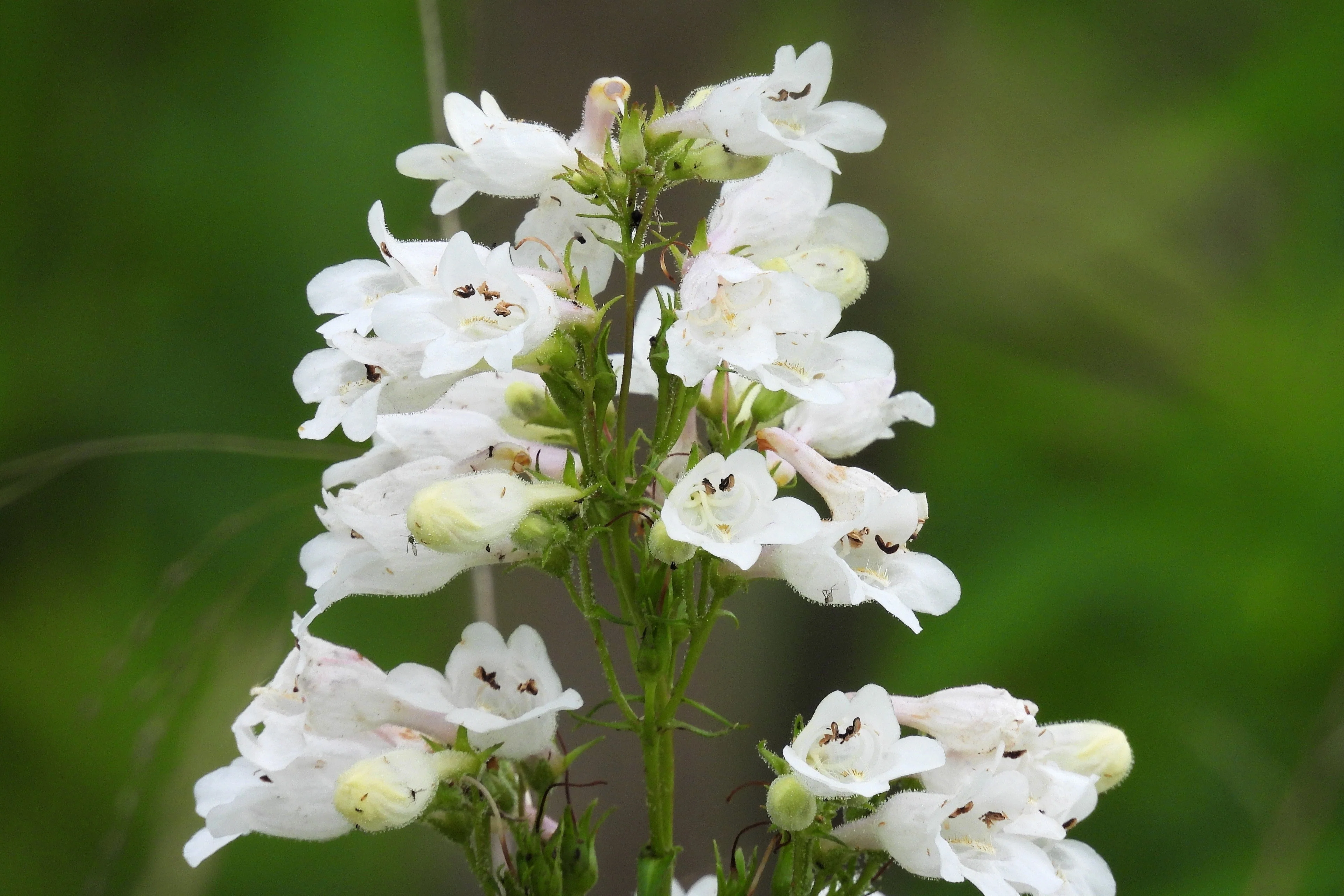 1000 WHITE FOXGLOVE BEARDTONGUE Penstemon Digitalis Flower Seeds - Image 9