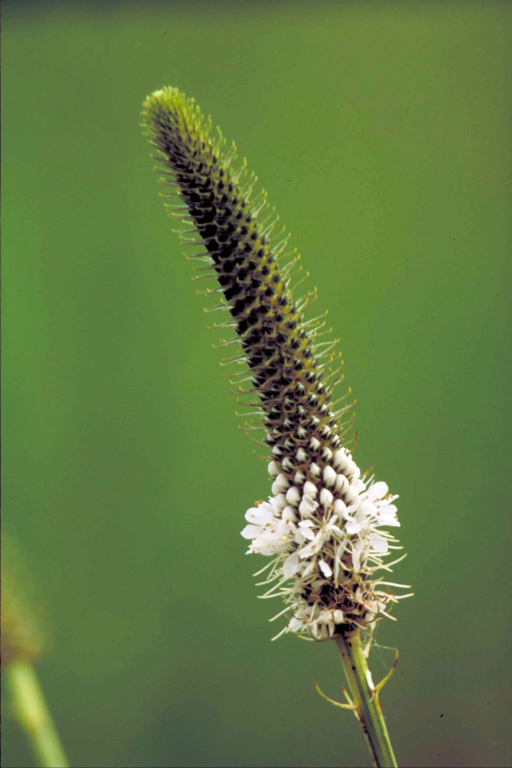 1000 WHITE PRAIRIE CLOVER Dalea Candida Flower Seeds - Image 7