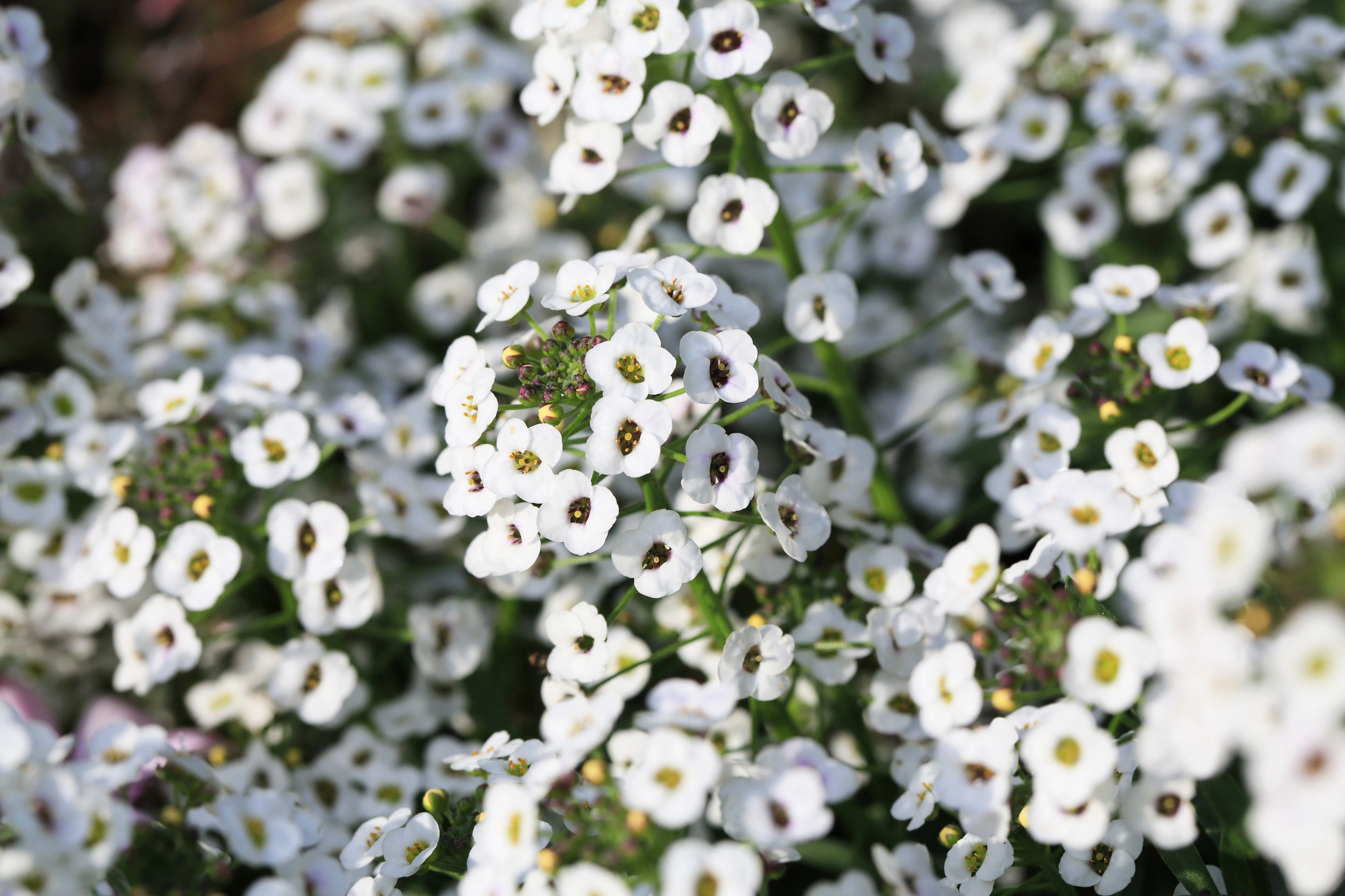 1000 WHITE SWEET ALYSSUM Carpet Of Snow Lobularia Maritima Flower Seeds - Image 4