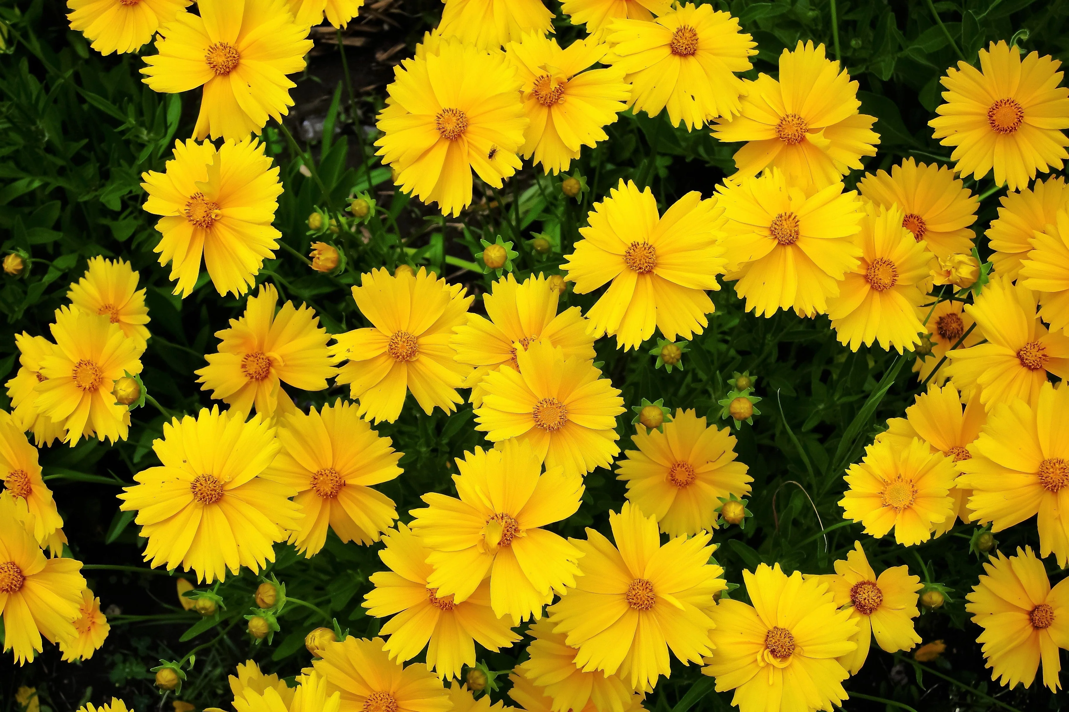 1000 YELLOW SAND COREOPSIS Lanceolata Lanceleaf Tickseed Flower Seeds - Image 2
