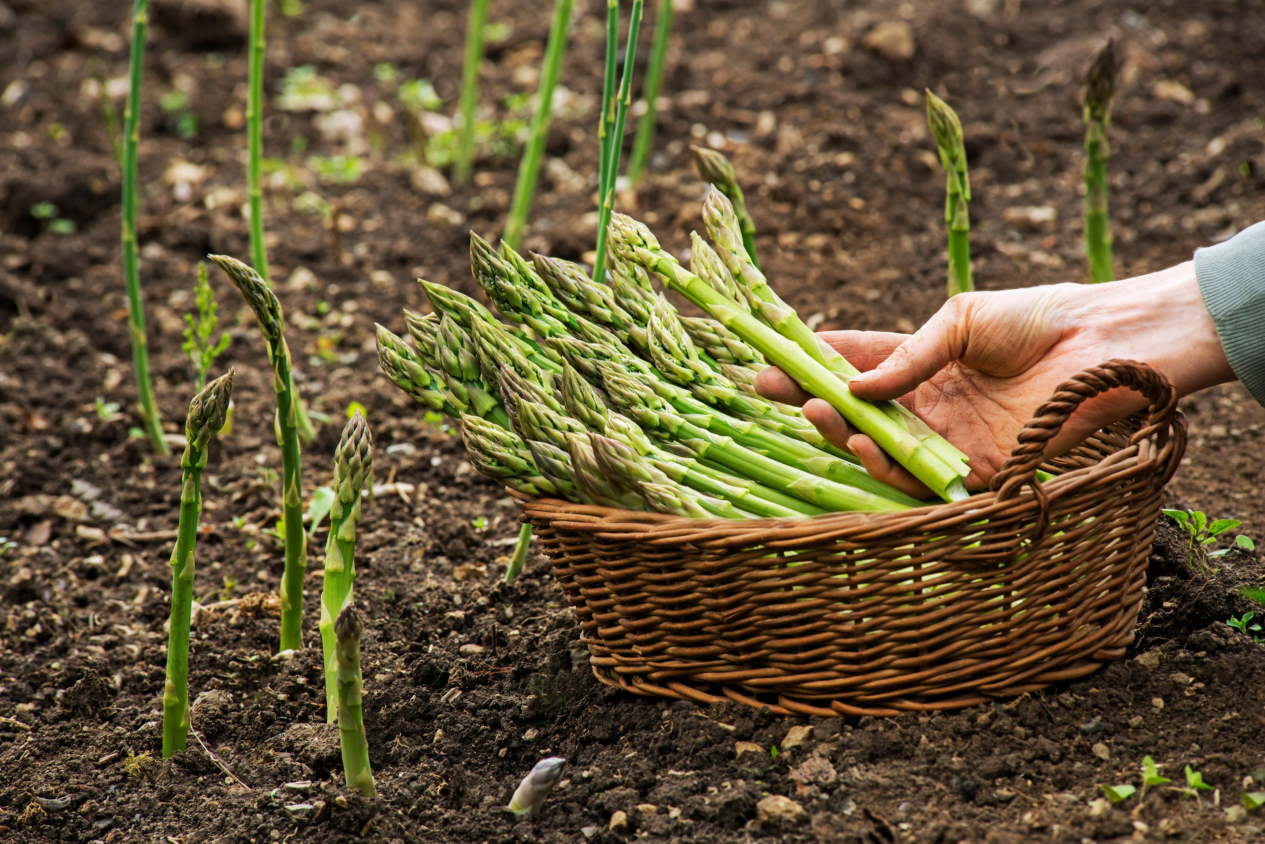 125 ASPARAGUS UC72 Officinallis Mary's Granddaughter Vegetable Seeds - Image 4