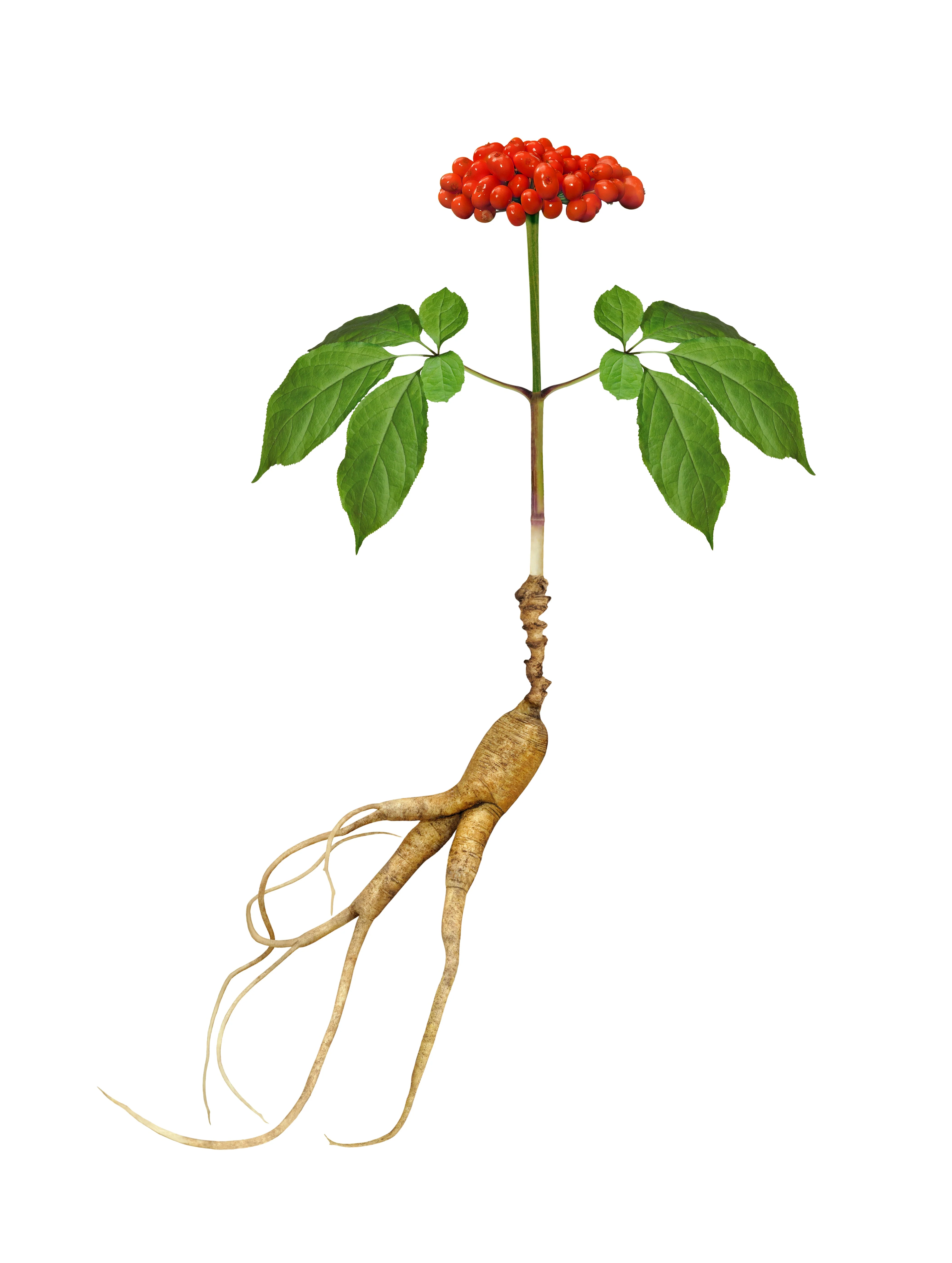 15 Asian KOREAN GINSENG Panax Shade Chinese Herb Seeds - Image 8